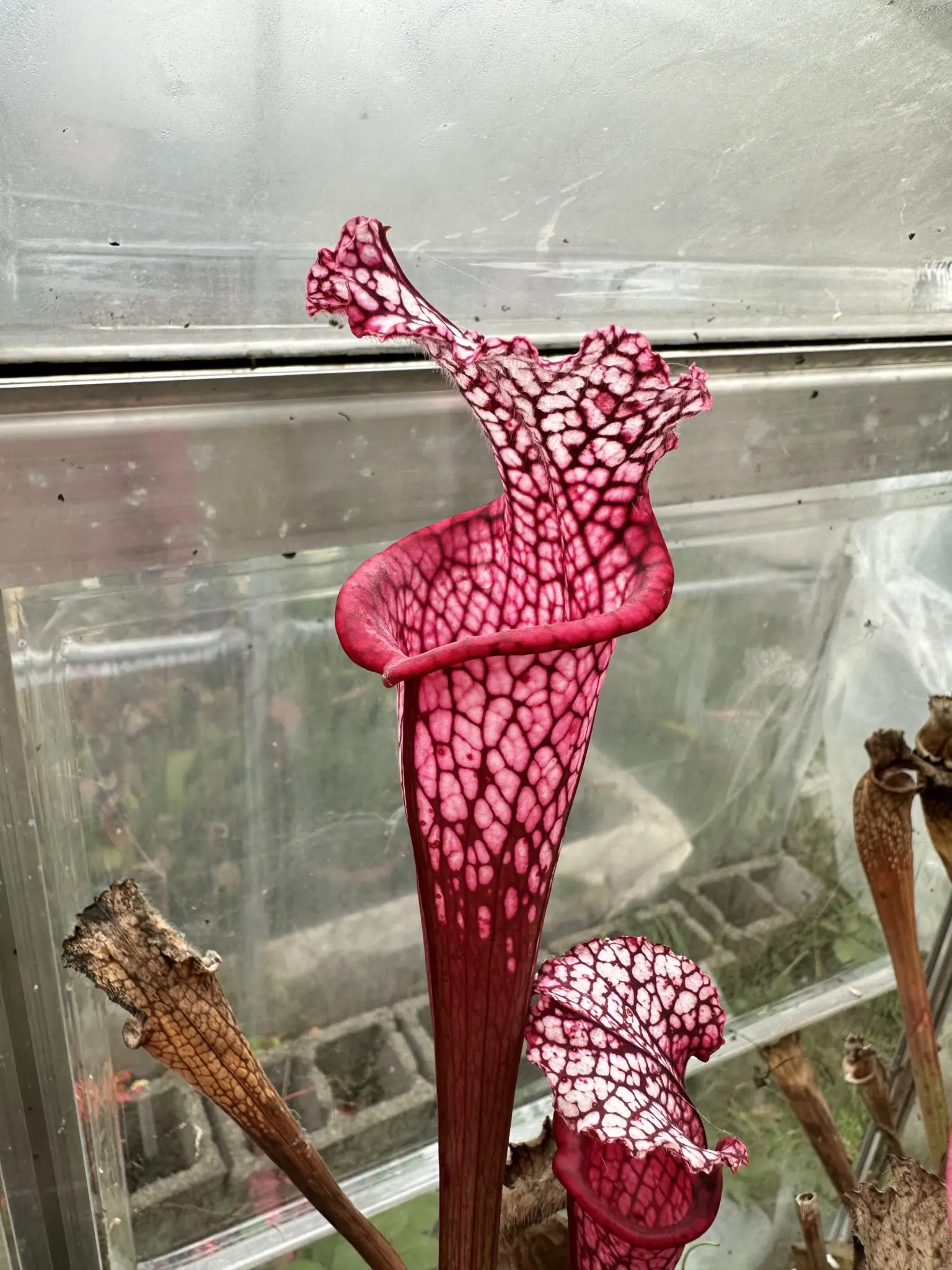 Sarracenia leucophylla "Ruby Joyce"