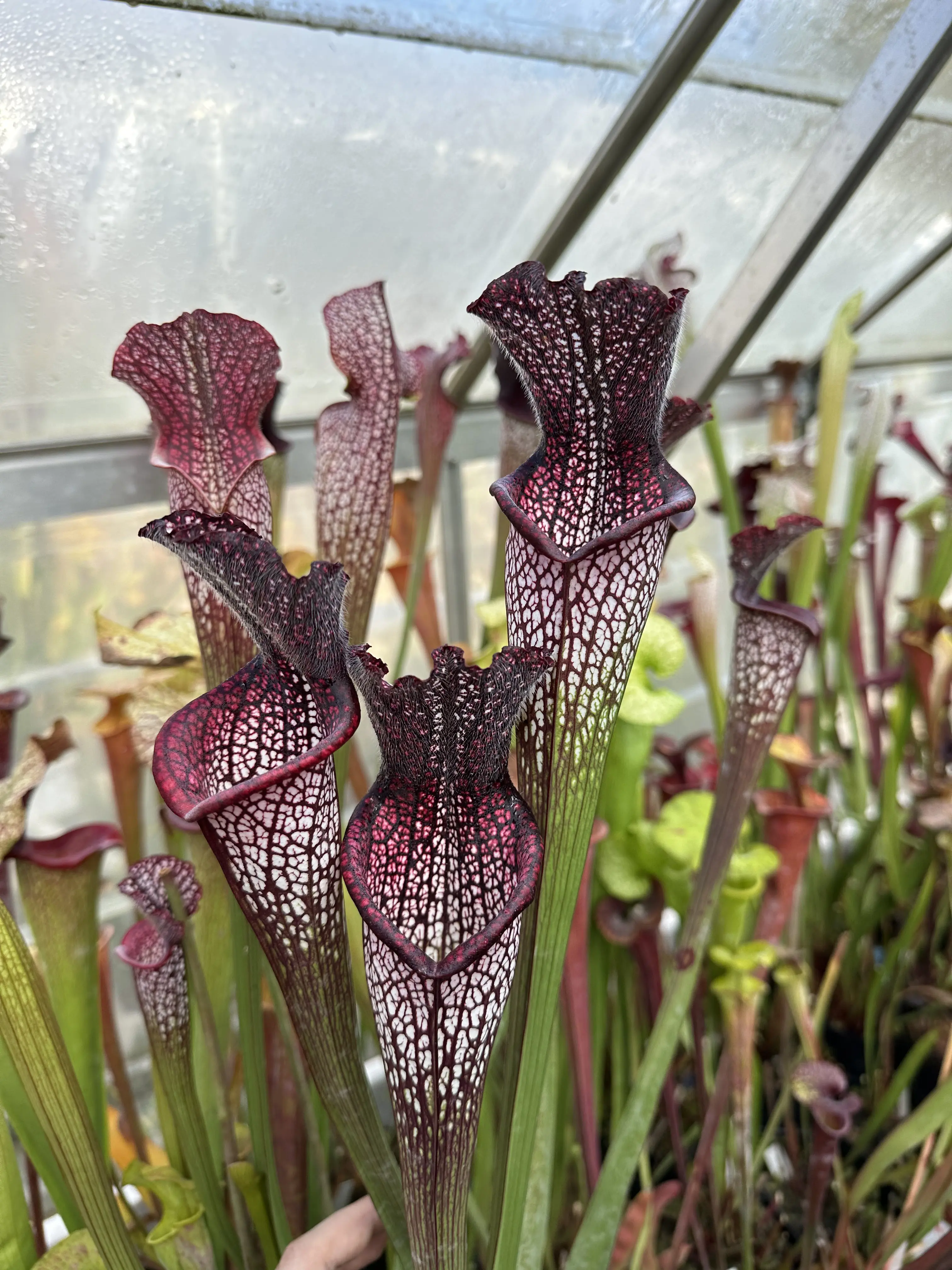Sarracenia leucophylla "Black sheer"
