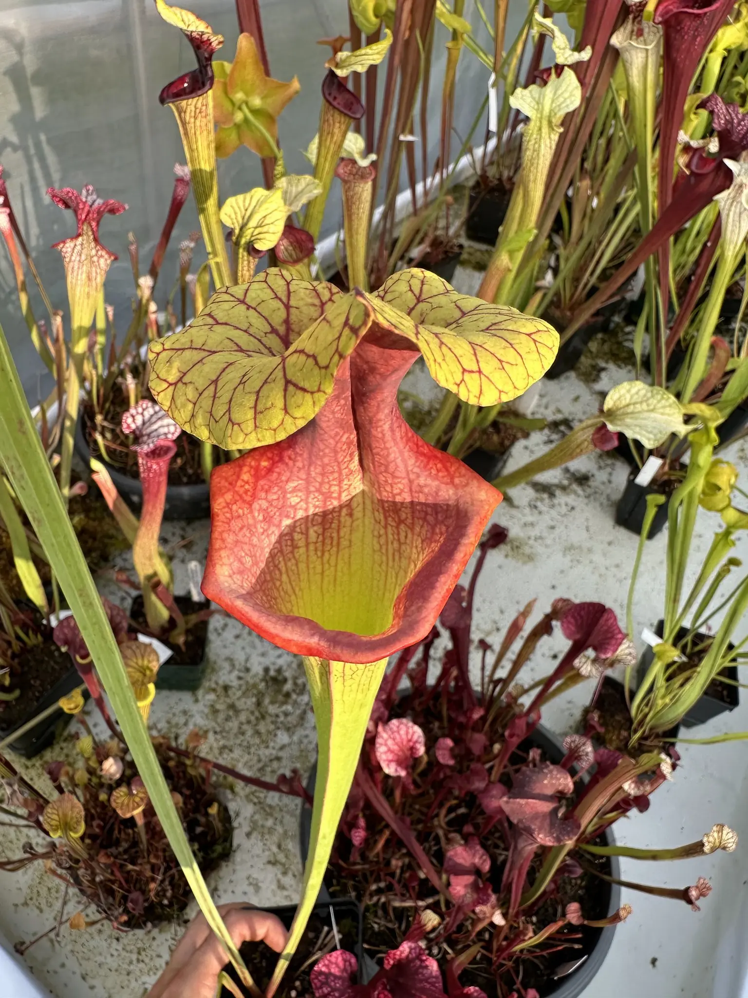 Sarracenia x moorei "Flamehaert"