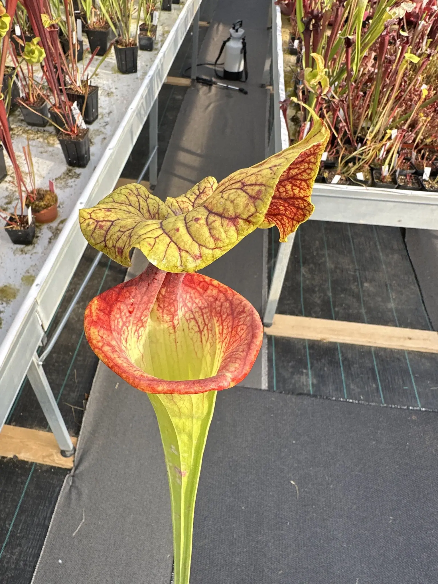 Sarracenia x moorei "Flamehaert"