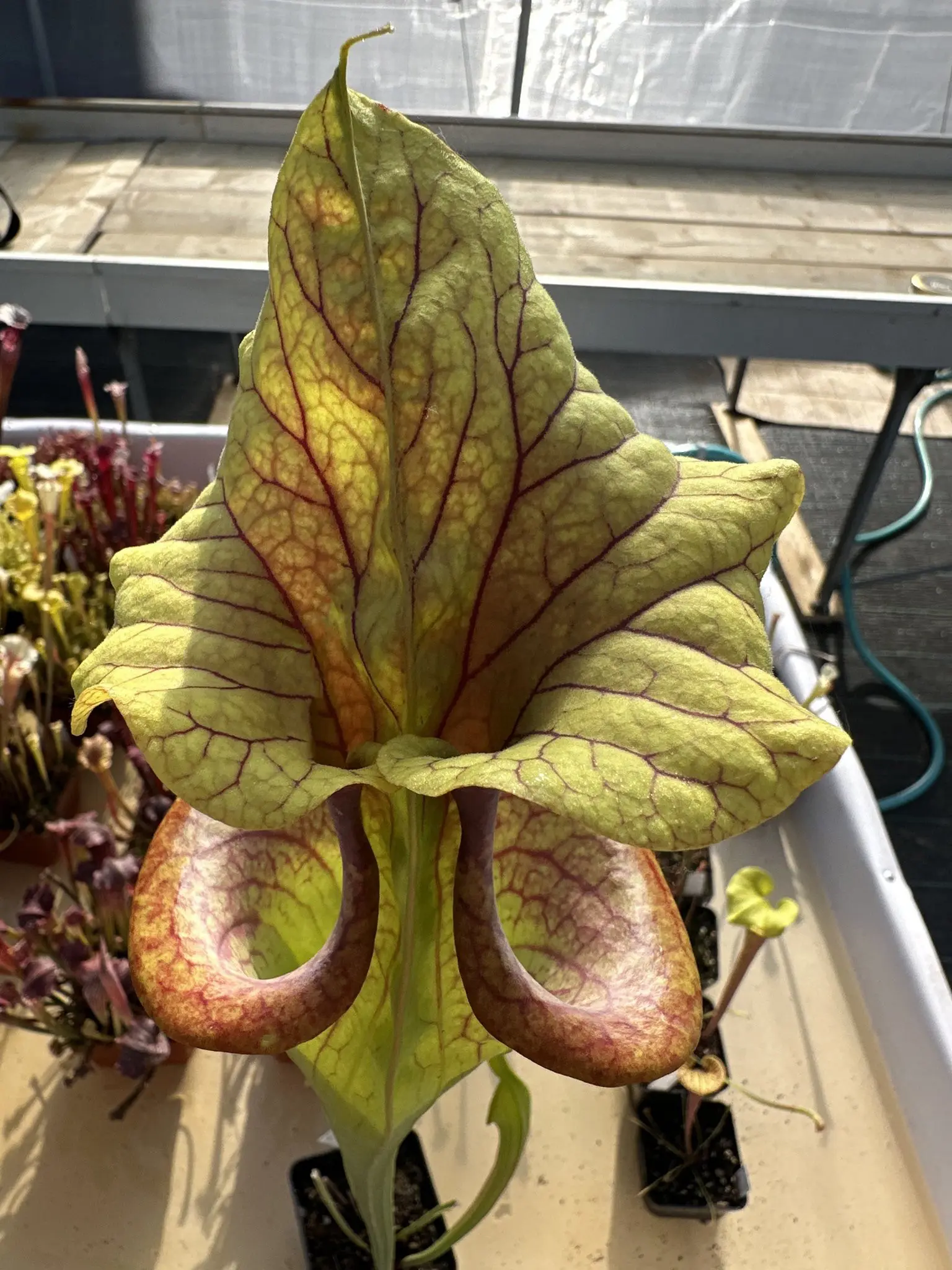 Sarracenia x moorei "Flamehaert"