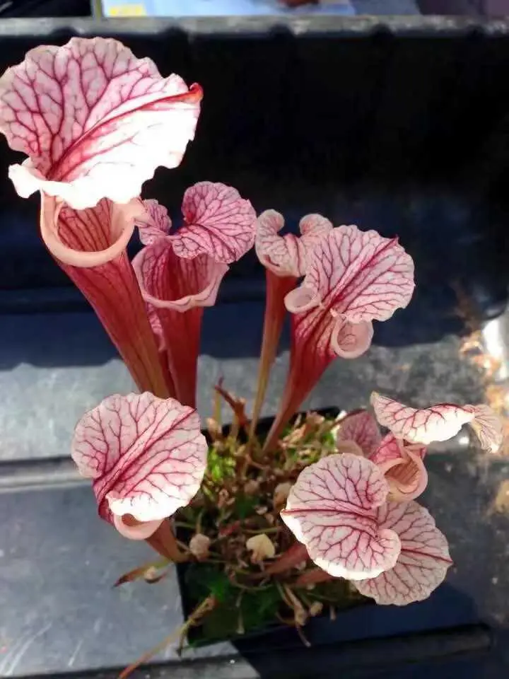 Sarracenia x 'Pink Champagne'