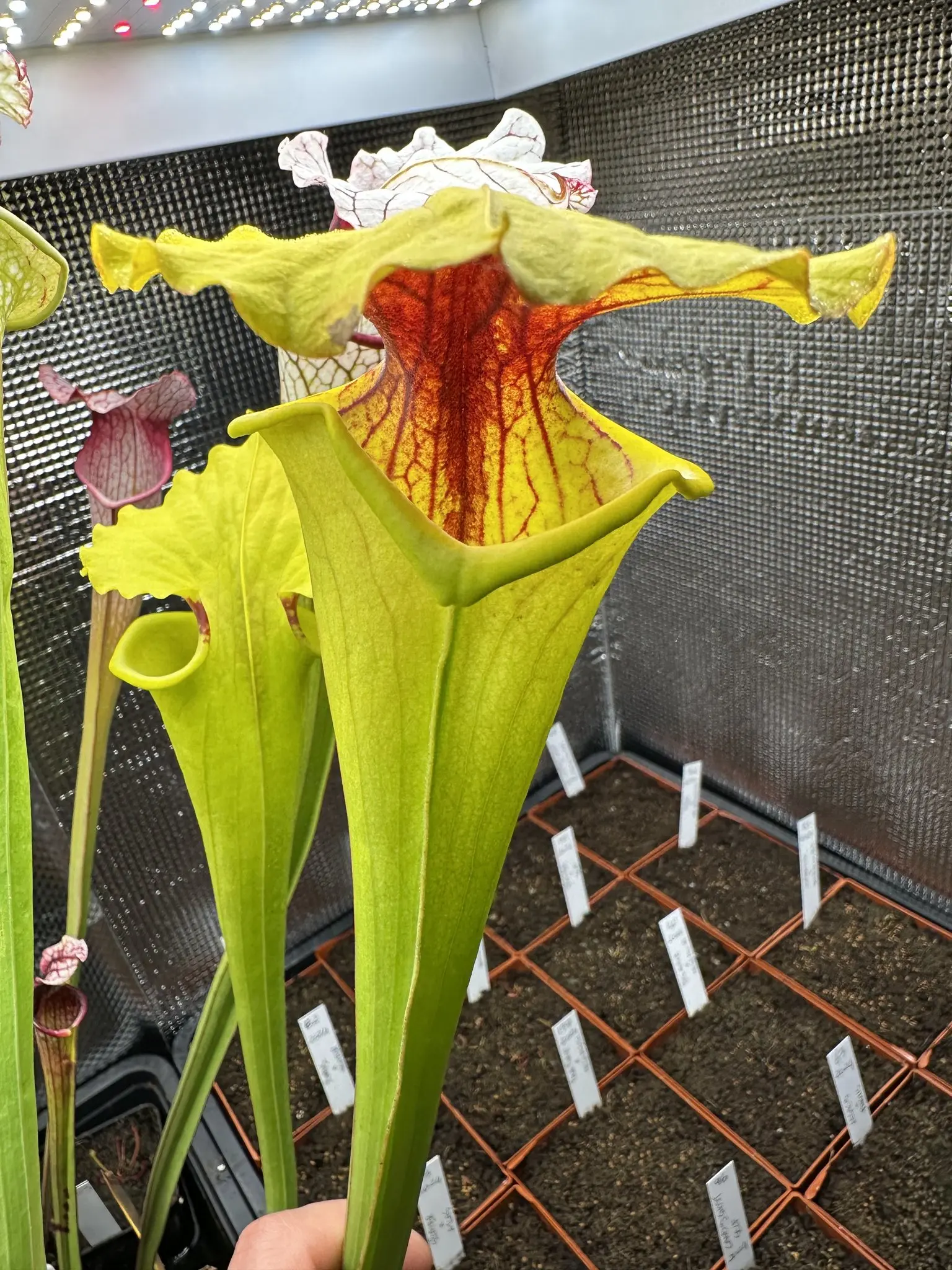 Sarracenia x moorei 'Dunes'