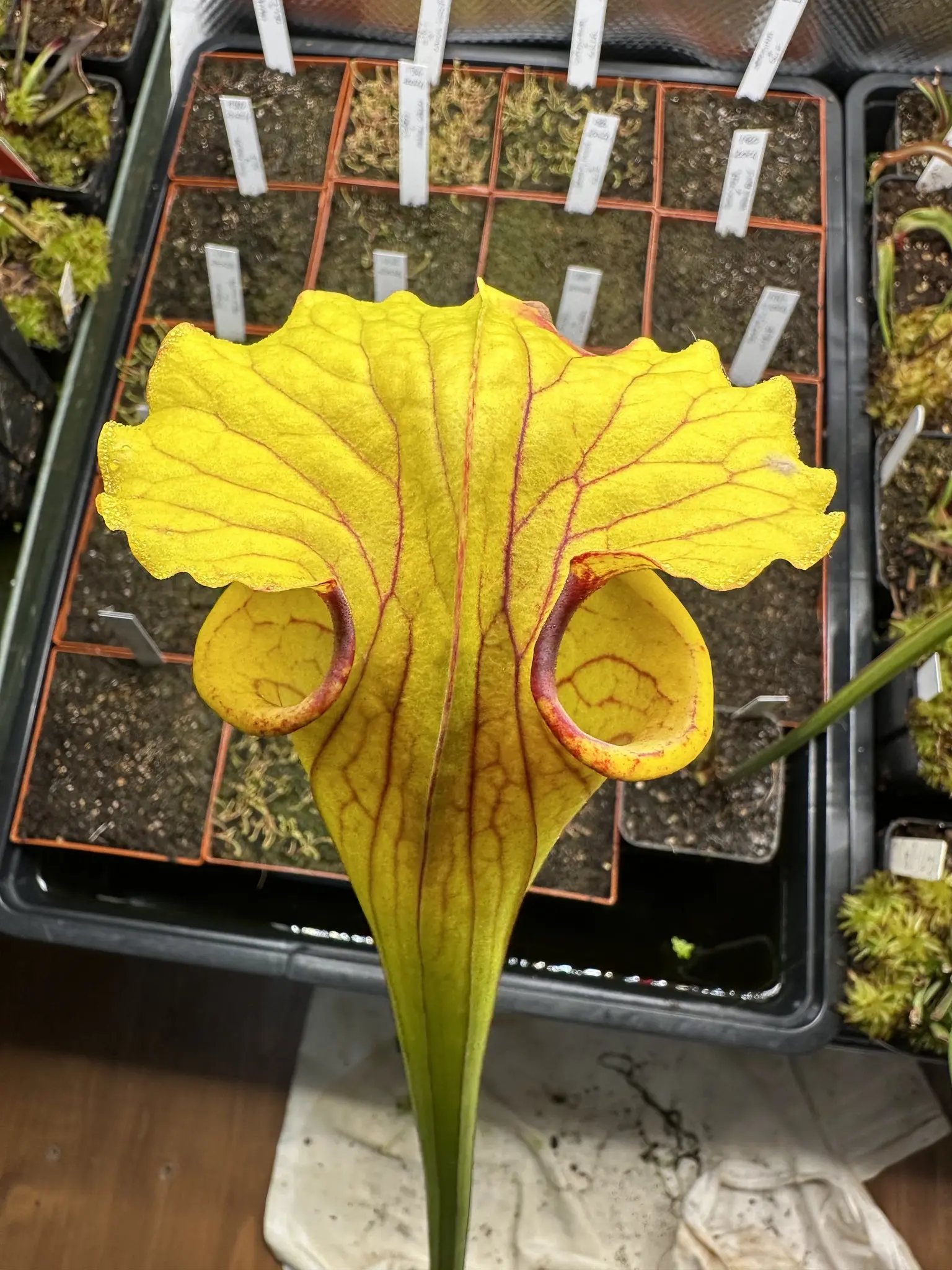 Sarracenia x moorei 'Dunes'