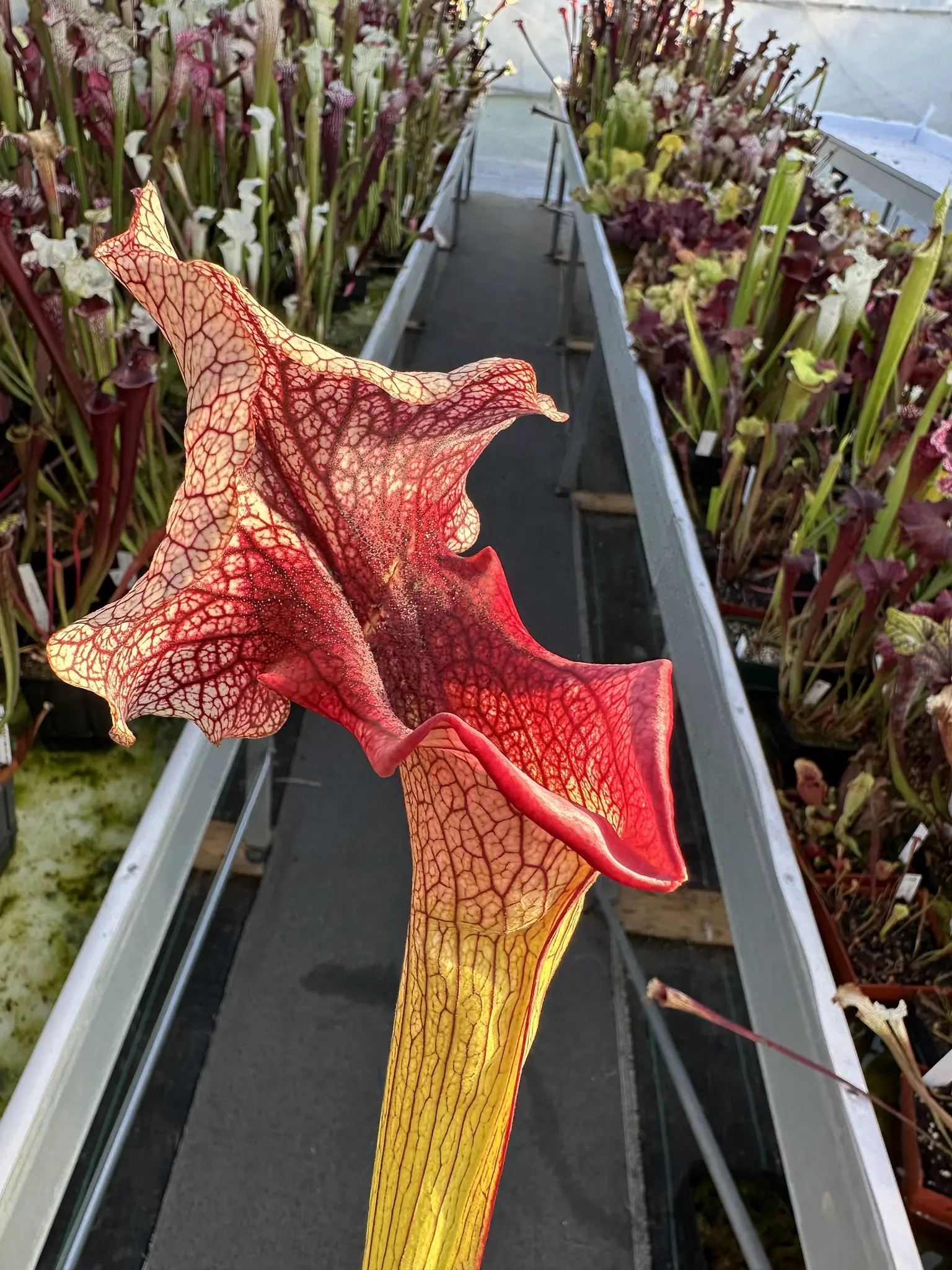 Sarracenia x "Steel Panther"
