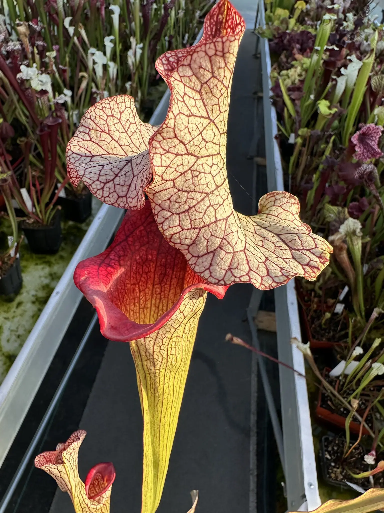 Sarracenia x "Steel Panther"