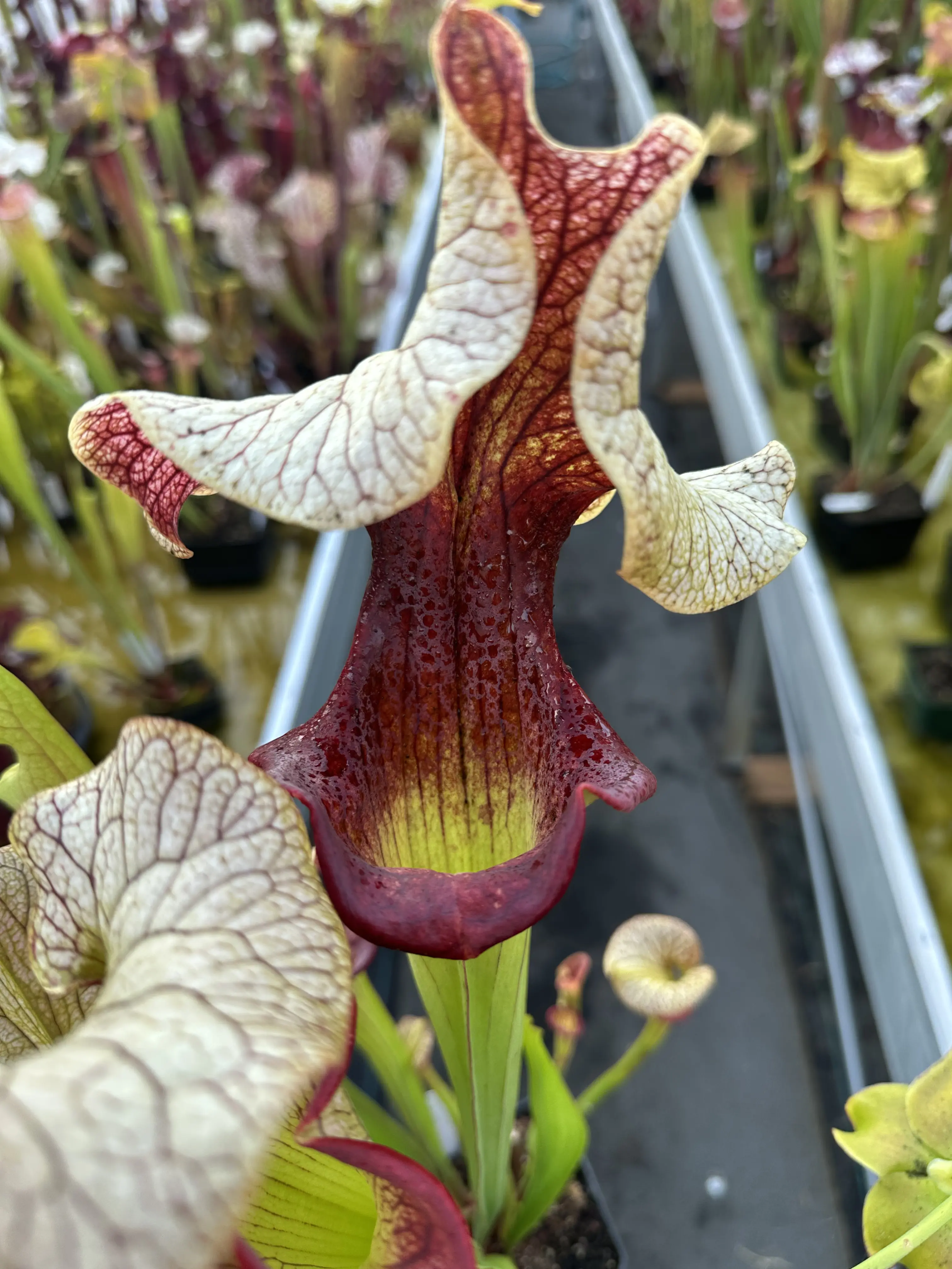 Sarracenia x "Steel Panther"