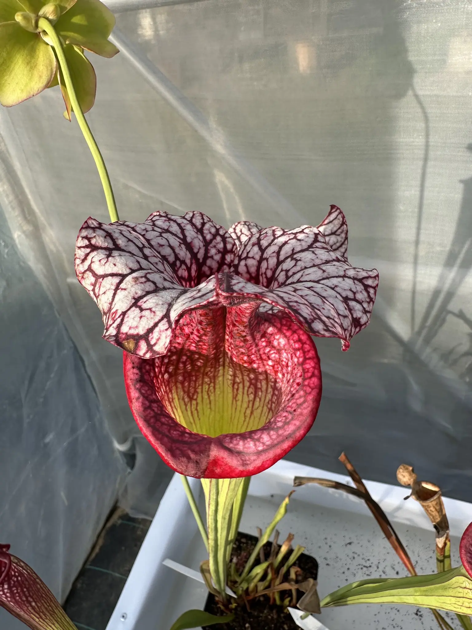 Sarracenia x moorei "Caitrin Claire"