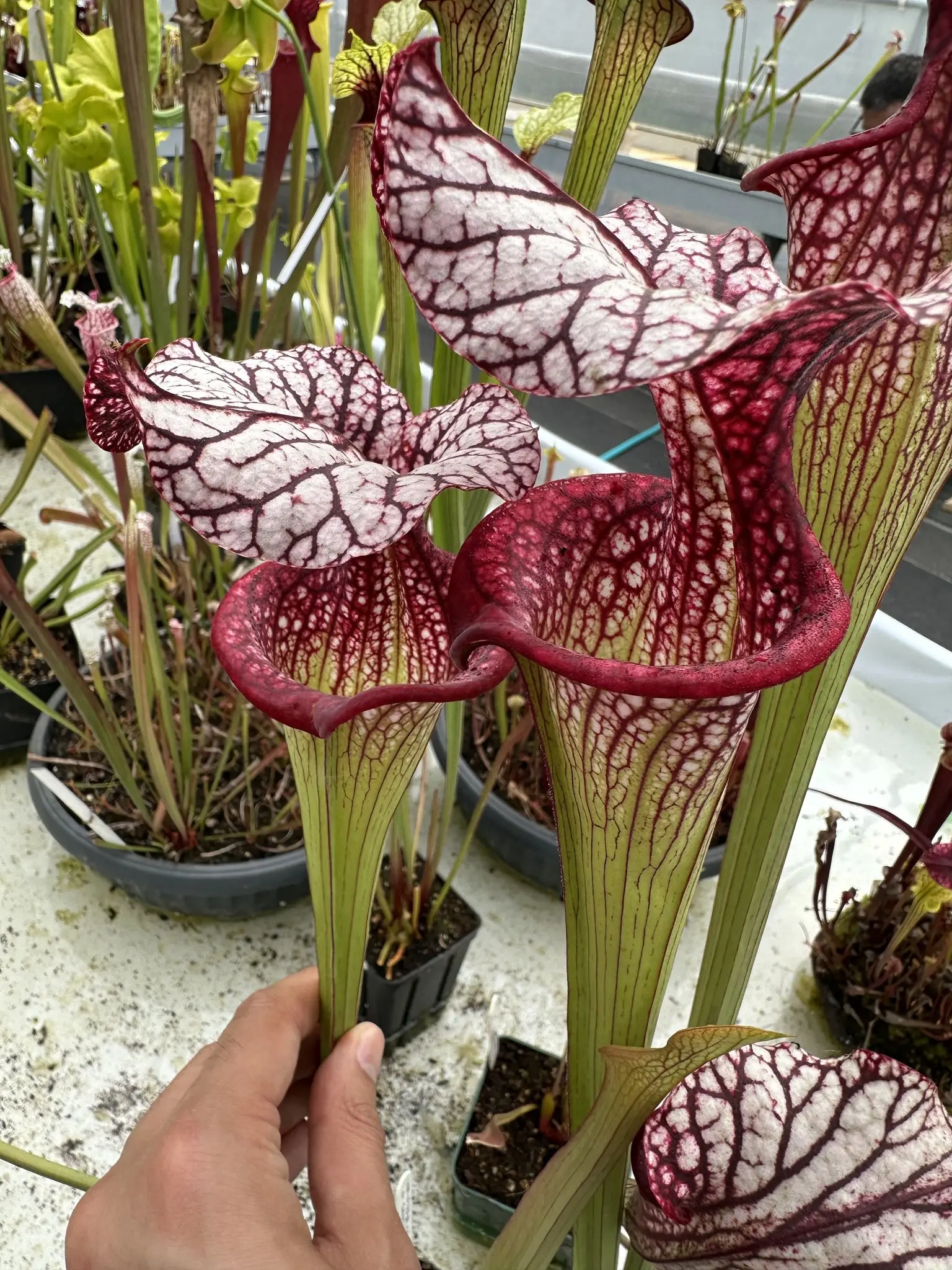 Sarracenia x moorei "Caitrin Claire"