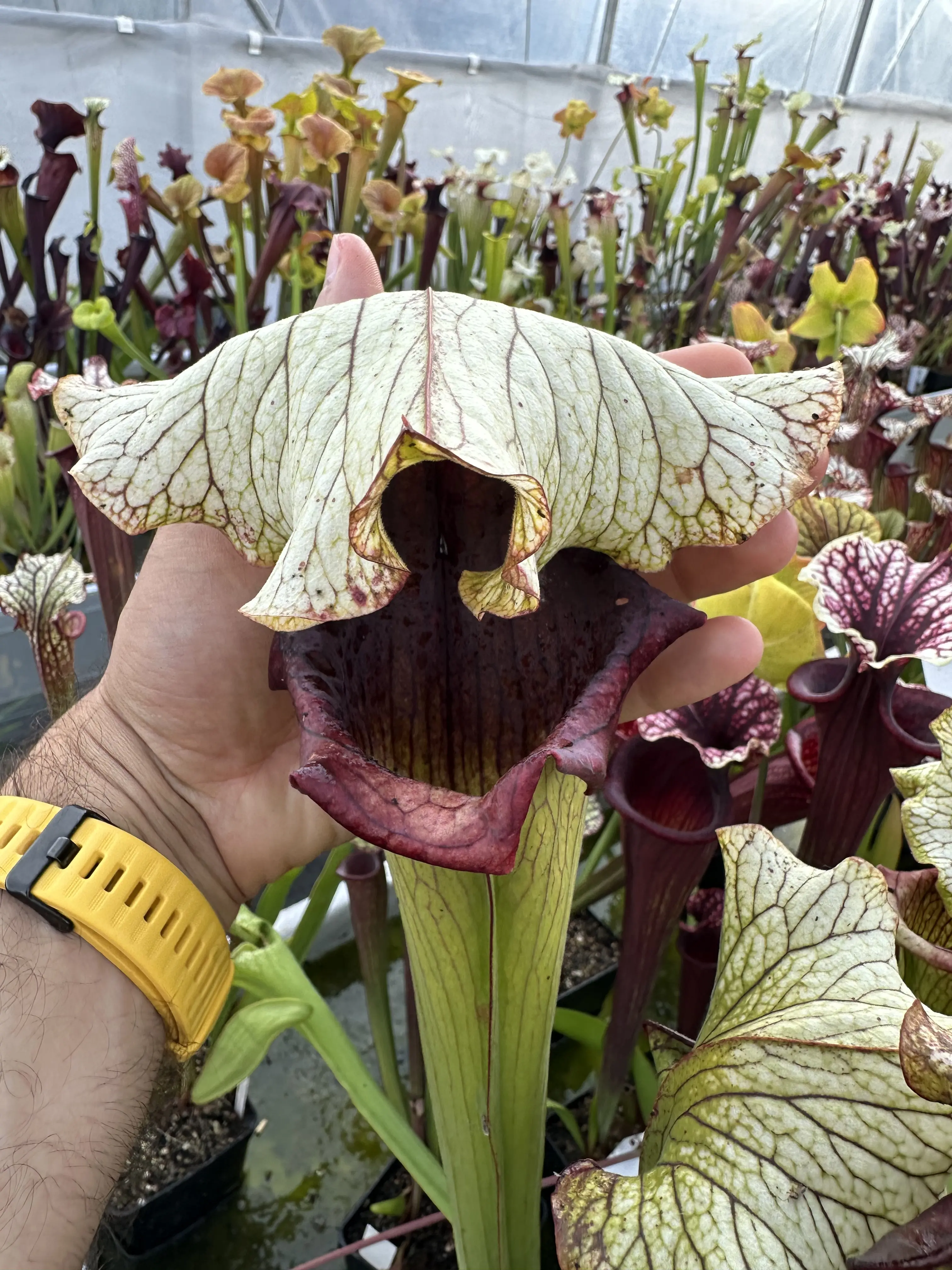 Sarracenia x "Crocodile"