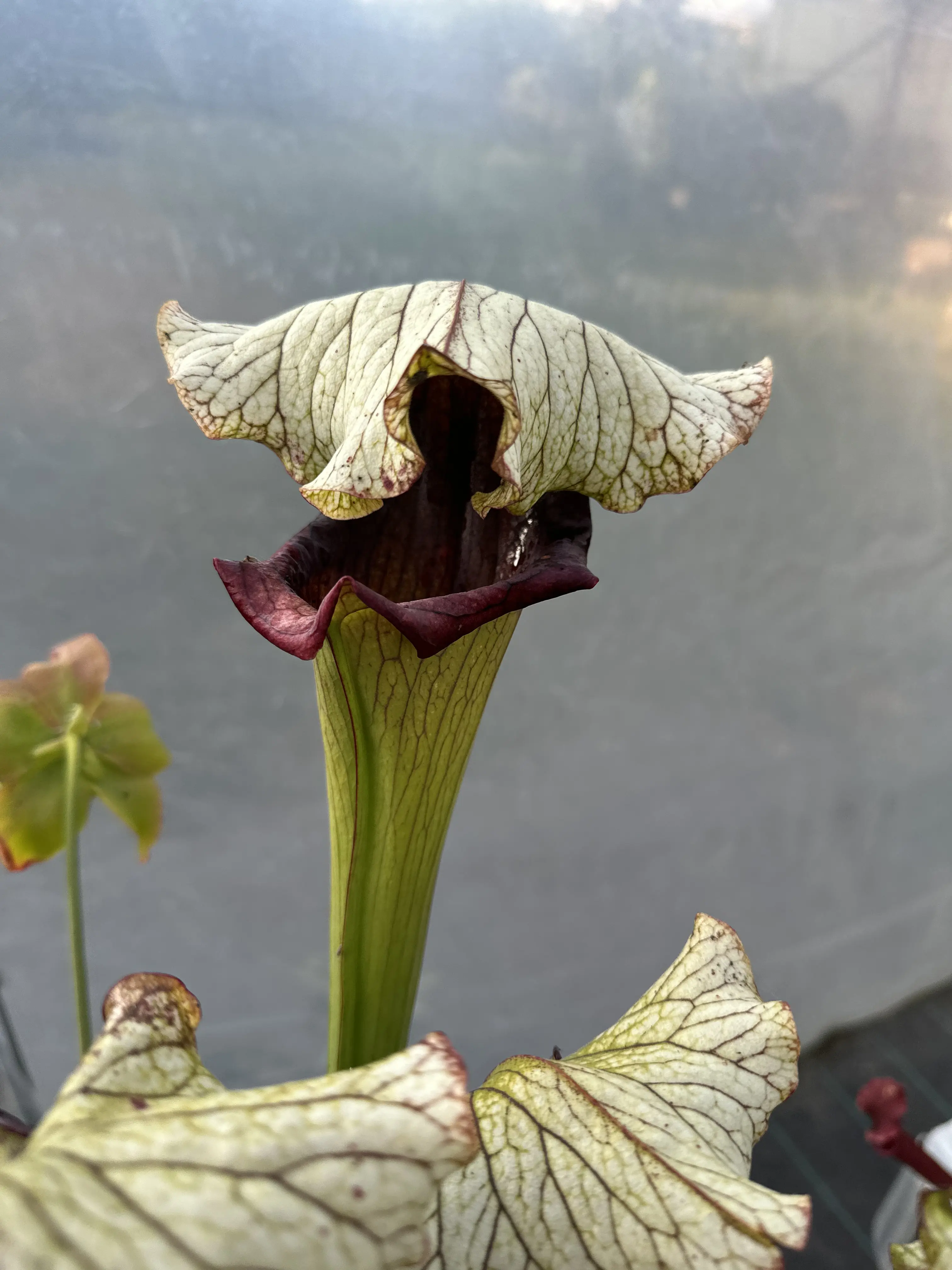 Sarracenia x "Crocodile"