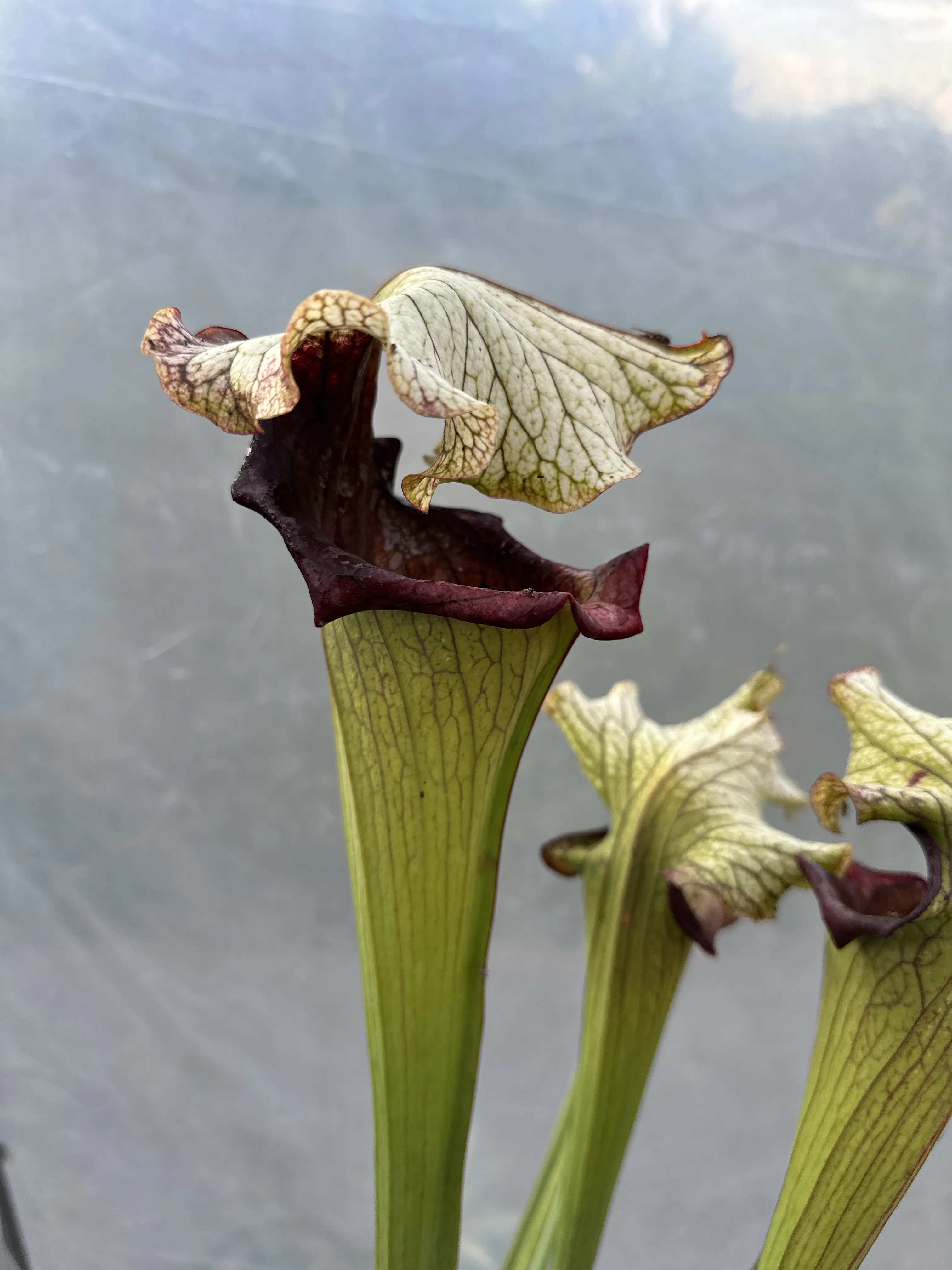 Sarracenia x "Crocodile"