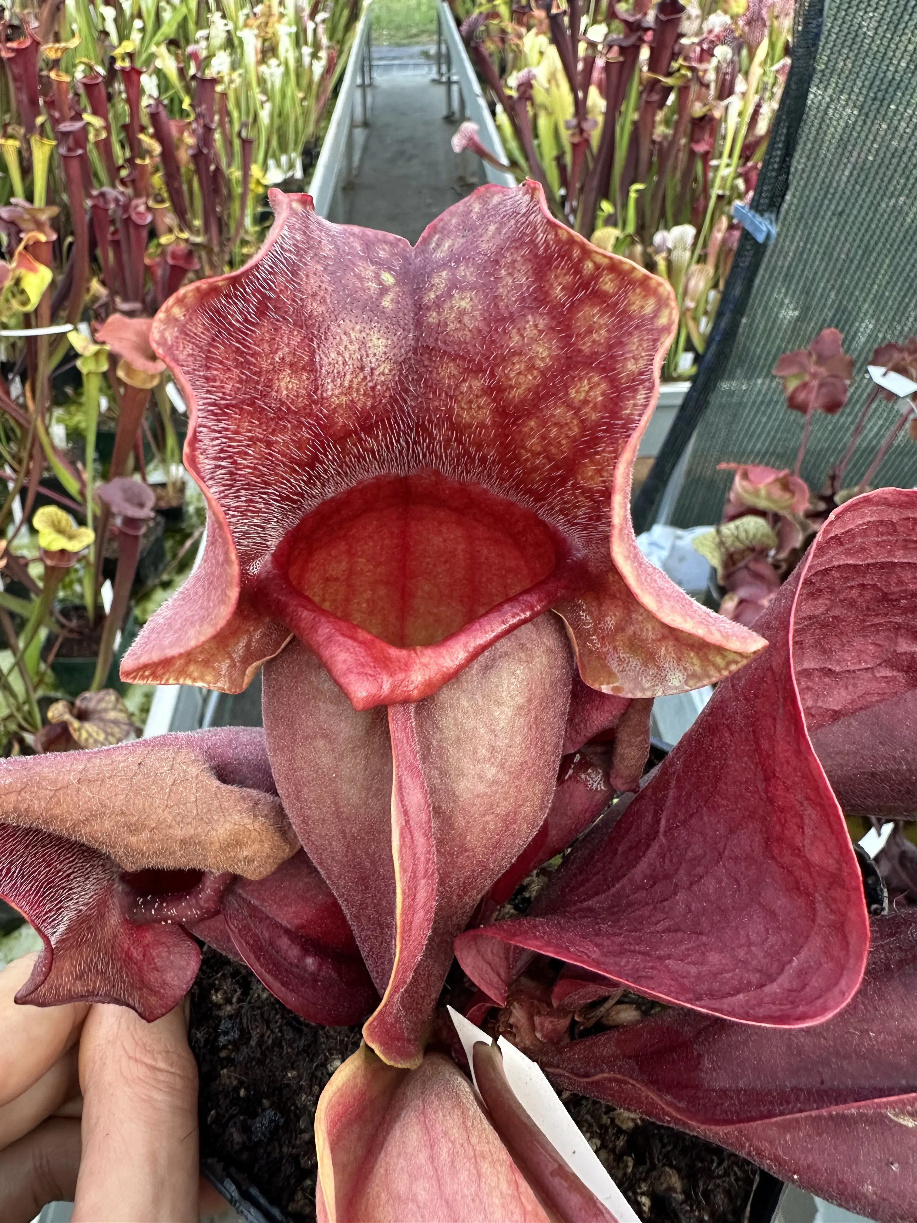 Sarracenia rosea "Big Momma DC",  gigantic, shapely pitchers