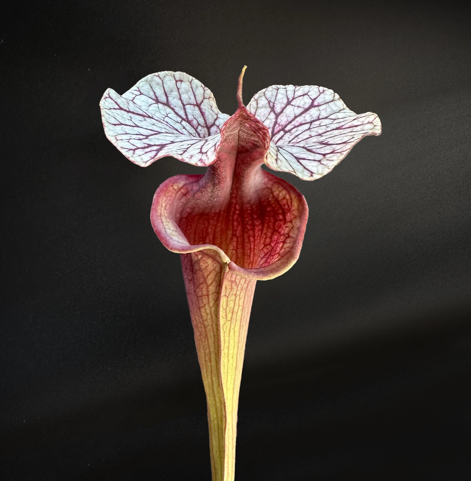 Sarracenia moorei "Soraya"