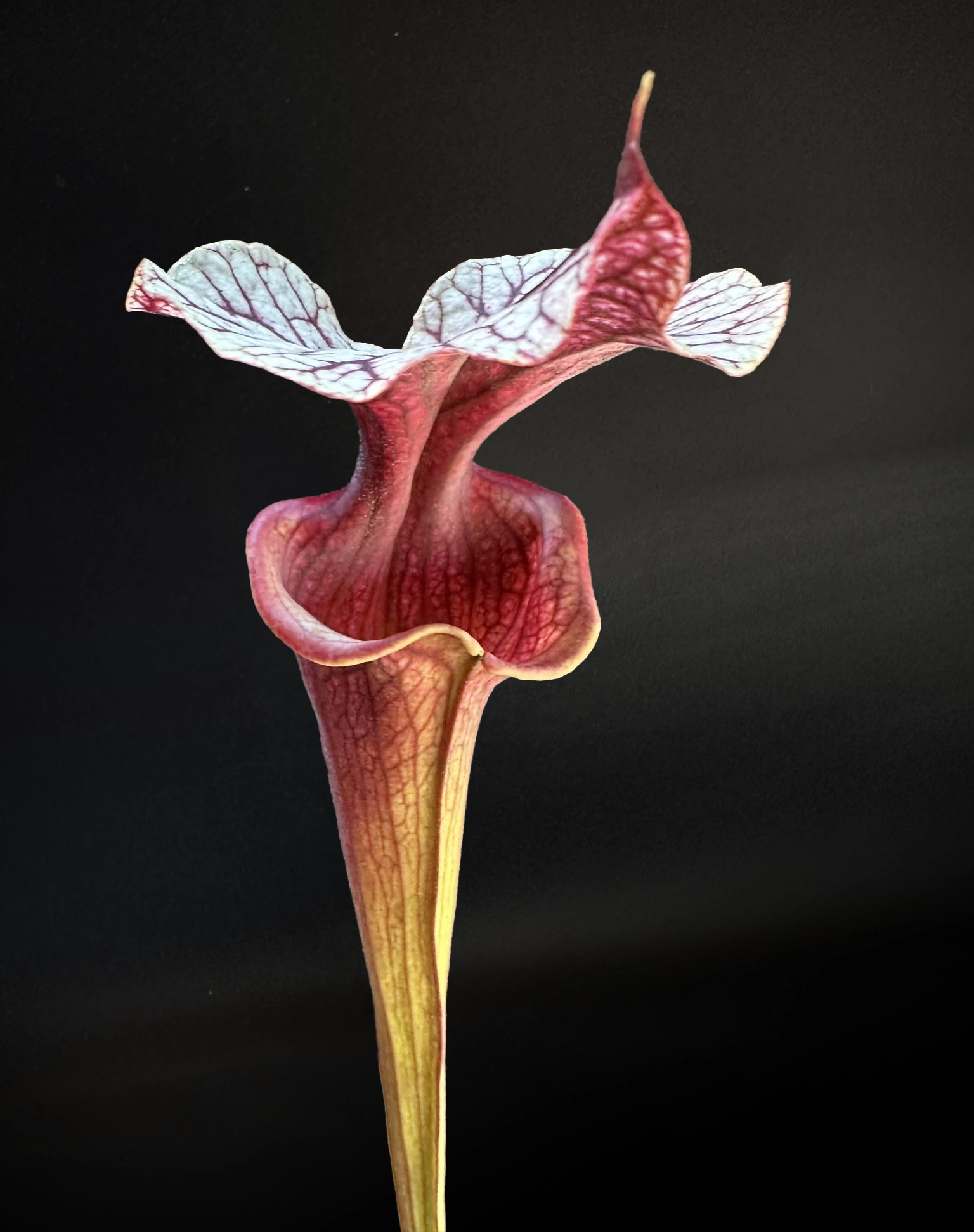 Sarracenia moorei "Soraya"