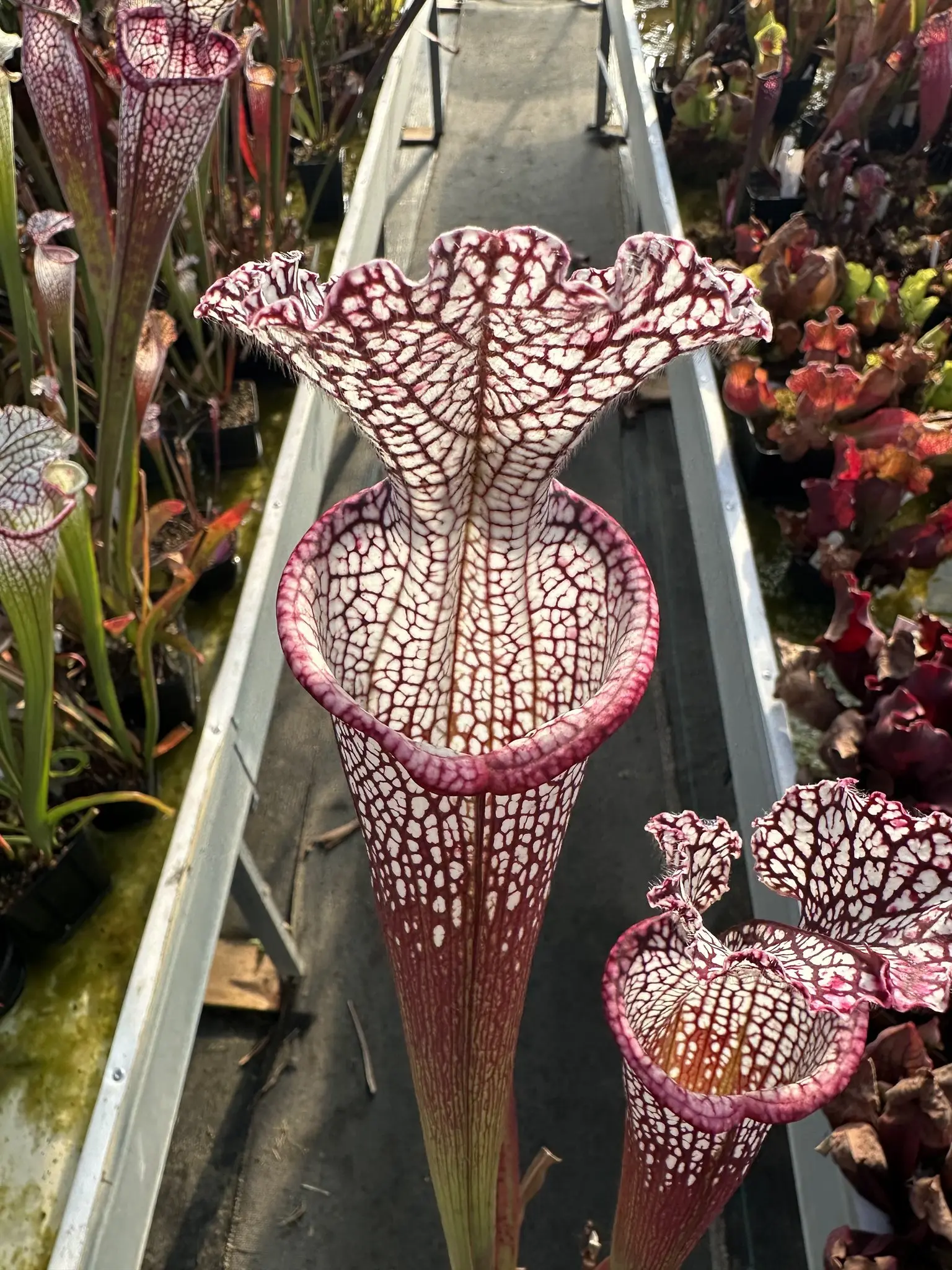 Sarracenia leucophylla, 'Wilkerson's Red Rocket'