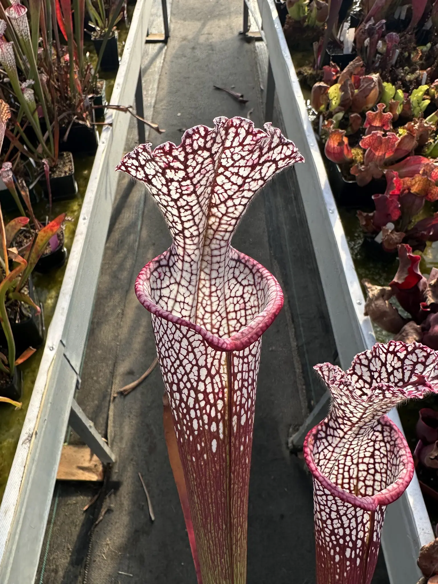 Sarracenia leucophylla, 'Wilkerson's Red Rocket'