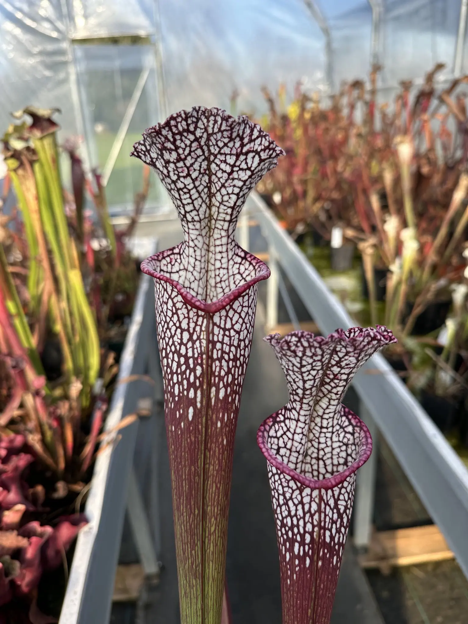 Sarracenia leucophylla, 'Wilkerson's Red Rocket'