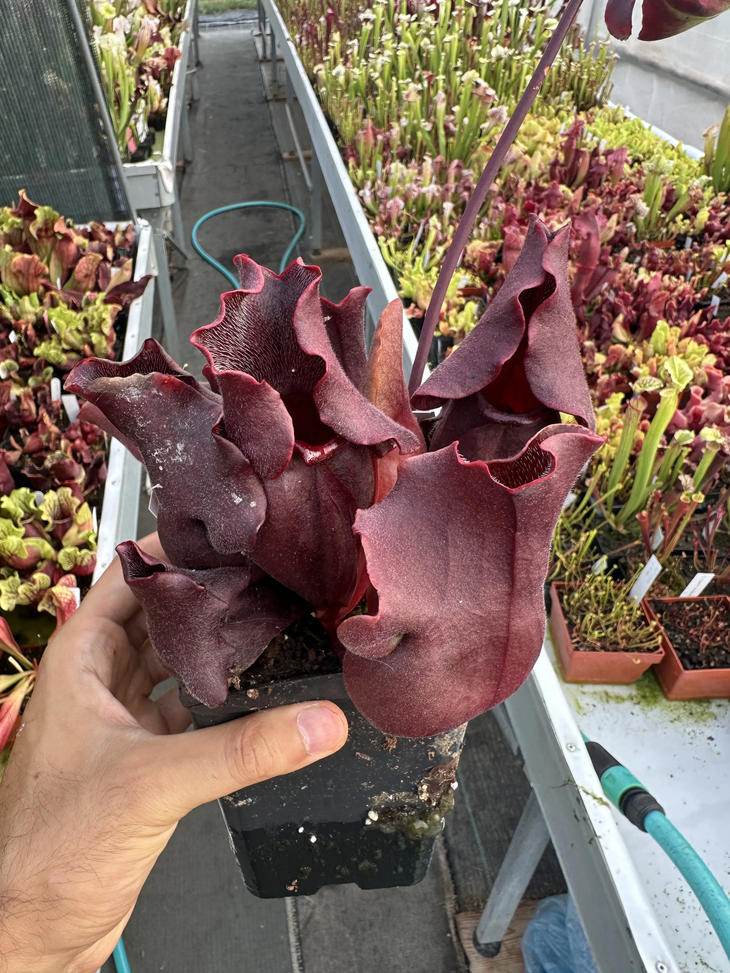 Sarracenia rosea, clone C