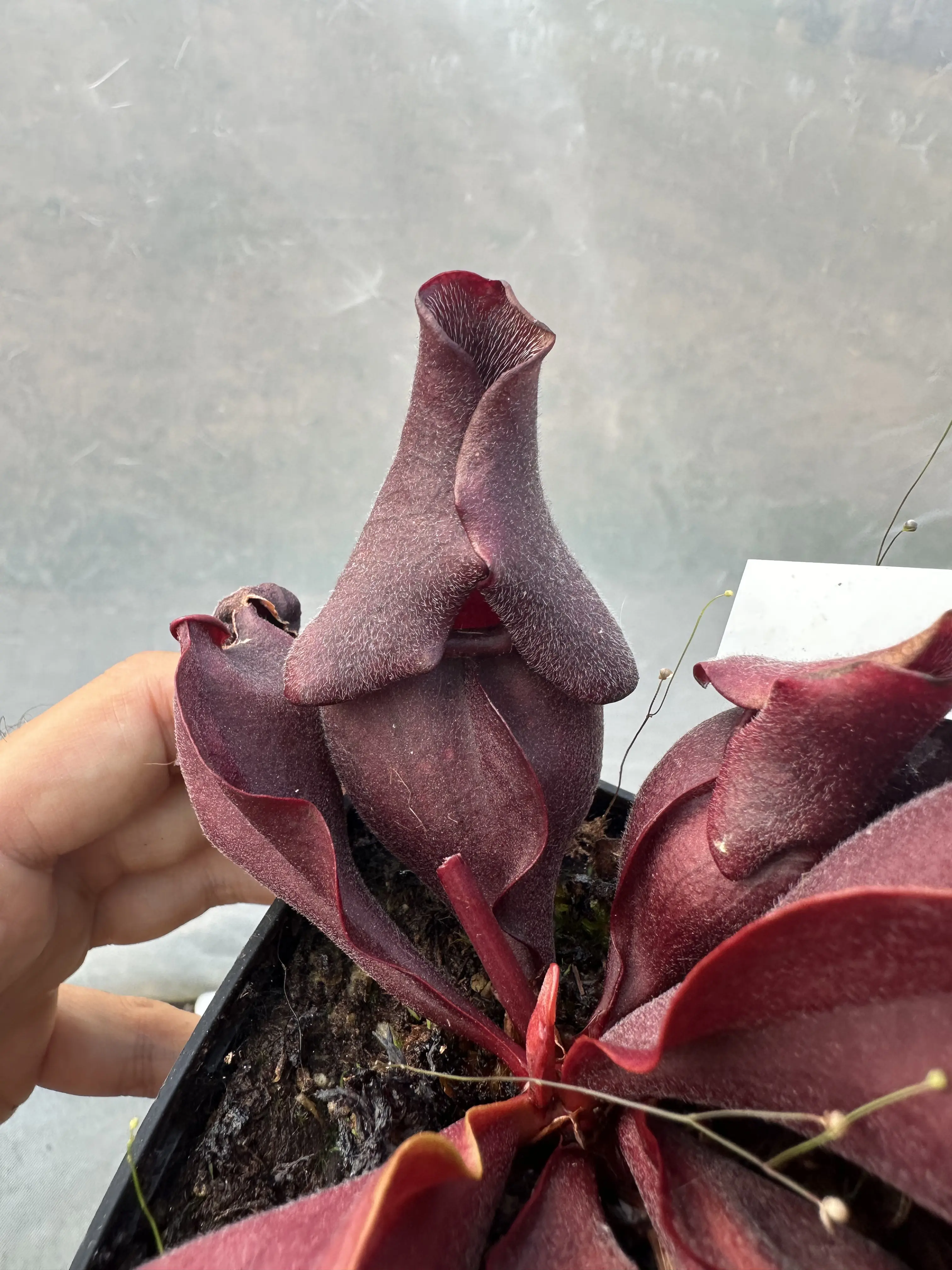 Sarracenia rosea, clone C