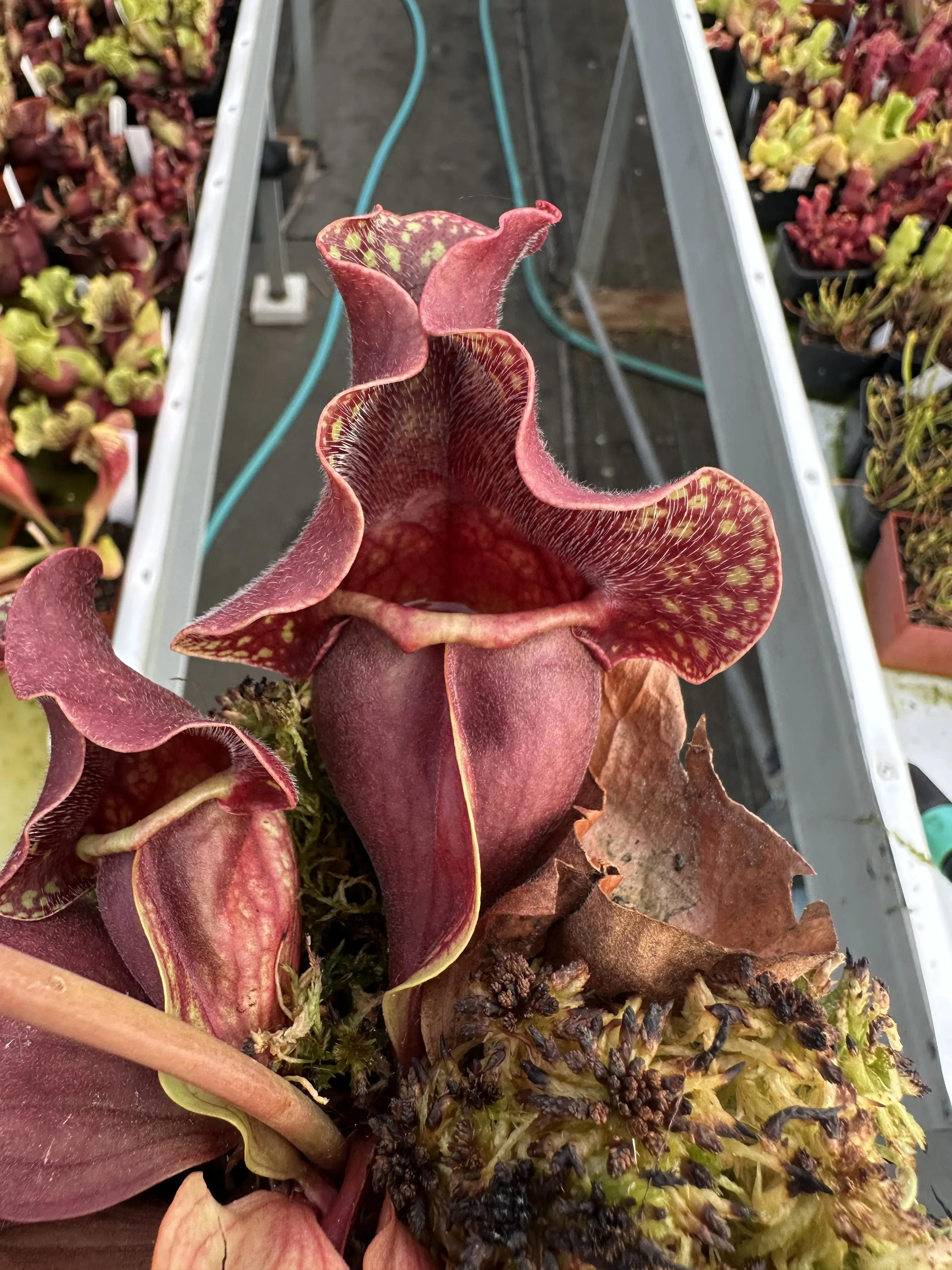 Sarracenia purpurea ssp. venosa, Cooks Bayou