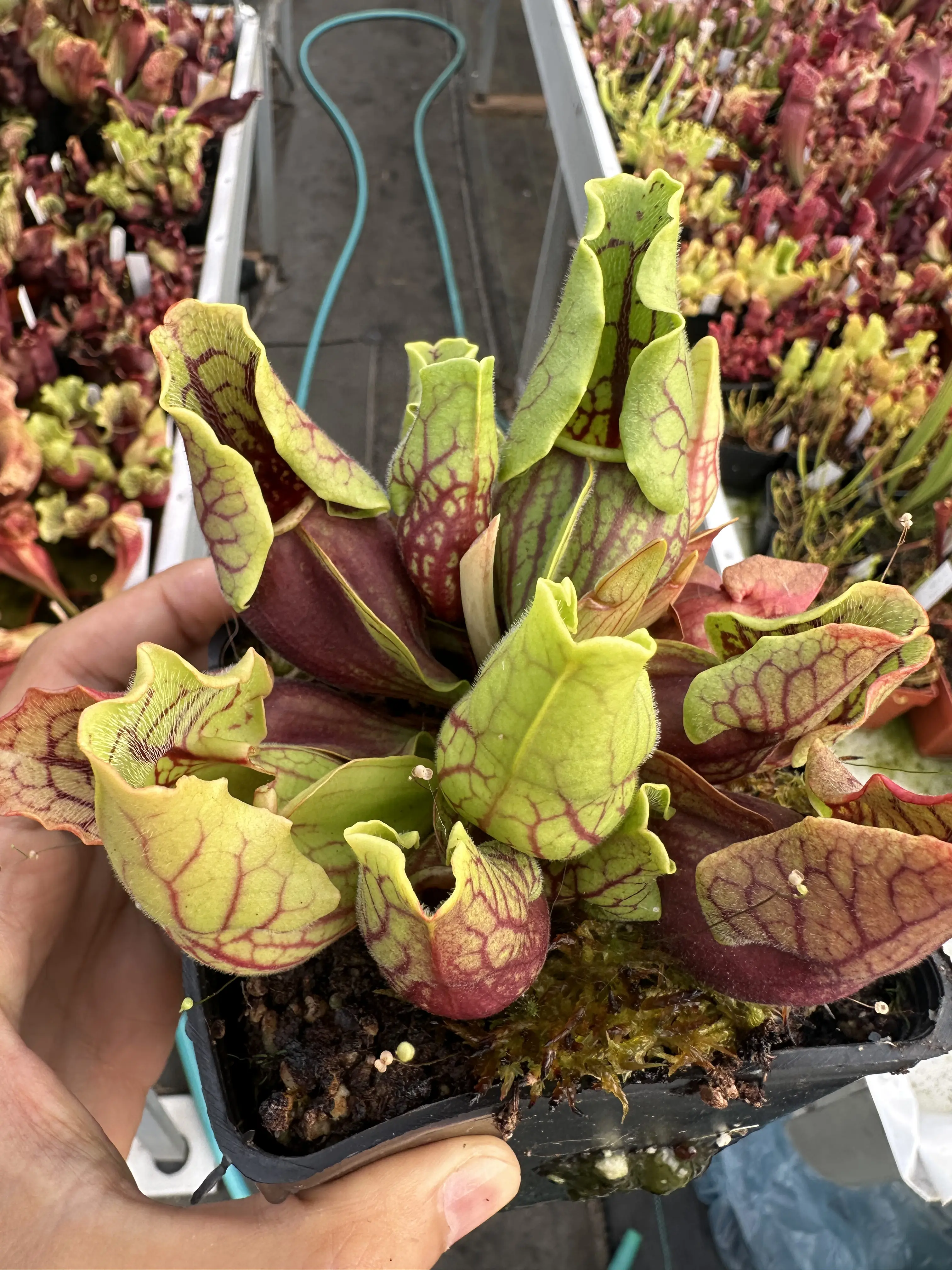 Sarracenia purpurea ssp. venosa var. montana Transylvania Co