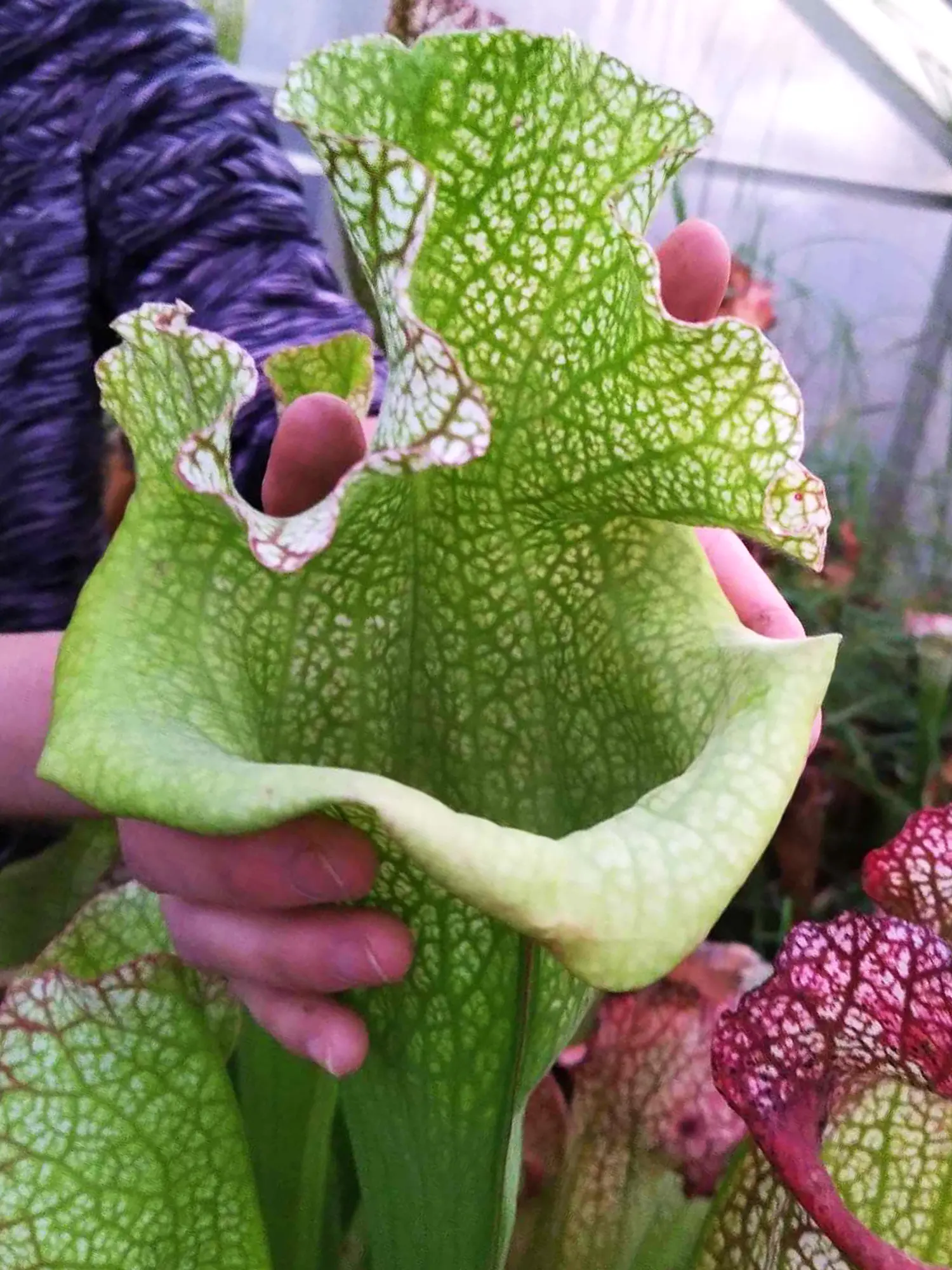 Sarracenia x "Olimpiamon"