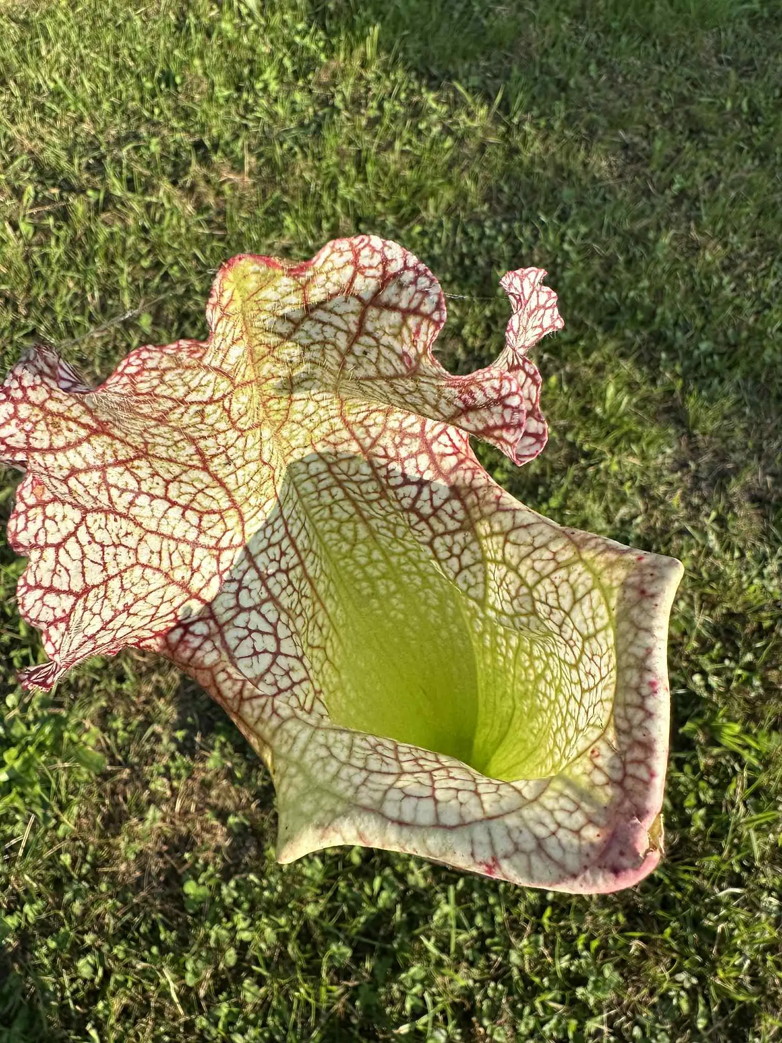 Sarracenia x "Olimpiamon"