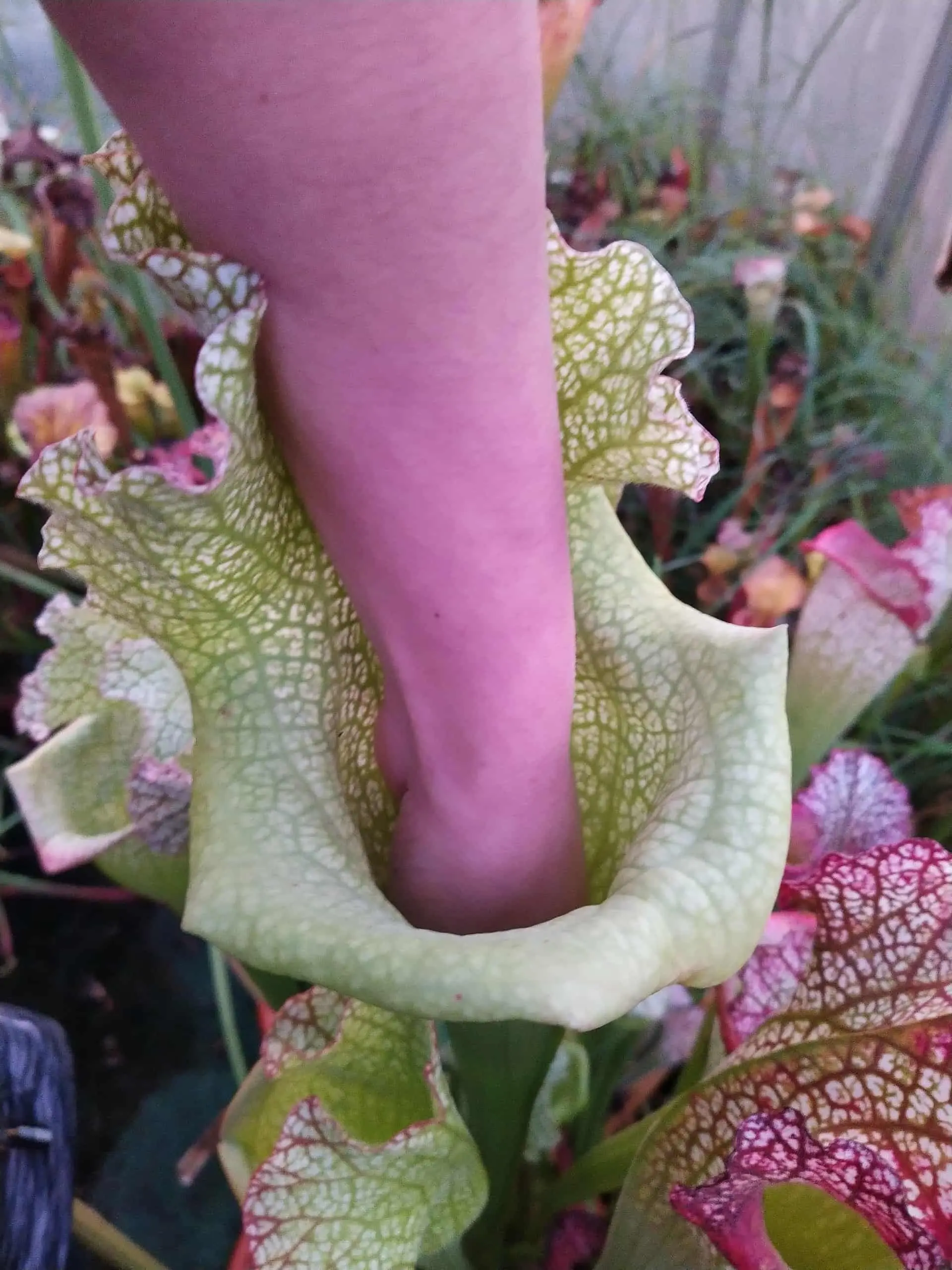 Sarracenia x "Olimpiamon"