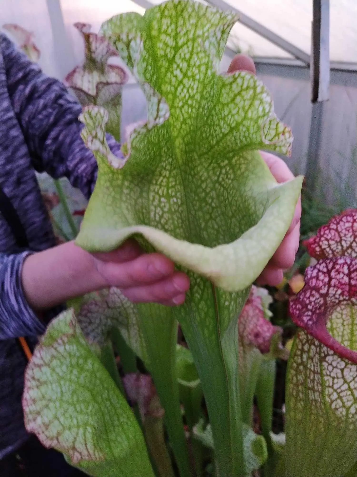 Sarracenia x "Olimpiamon"