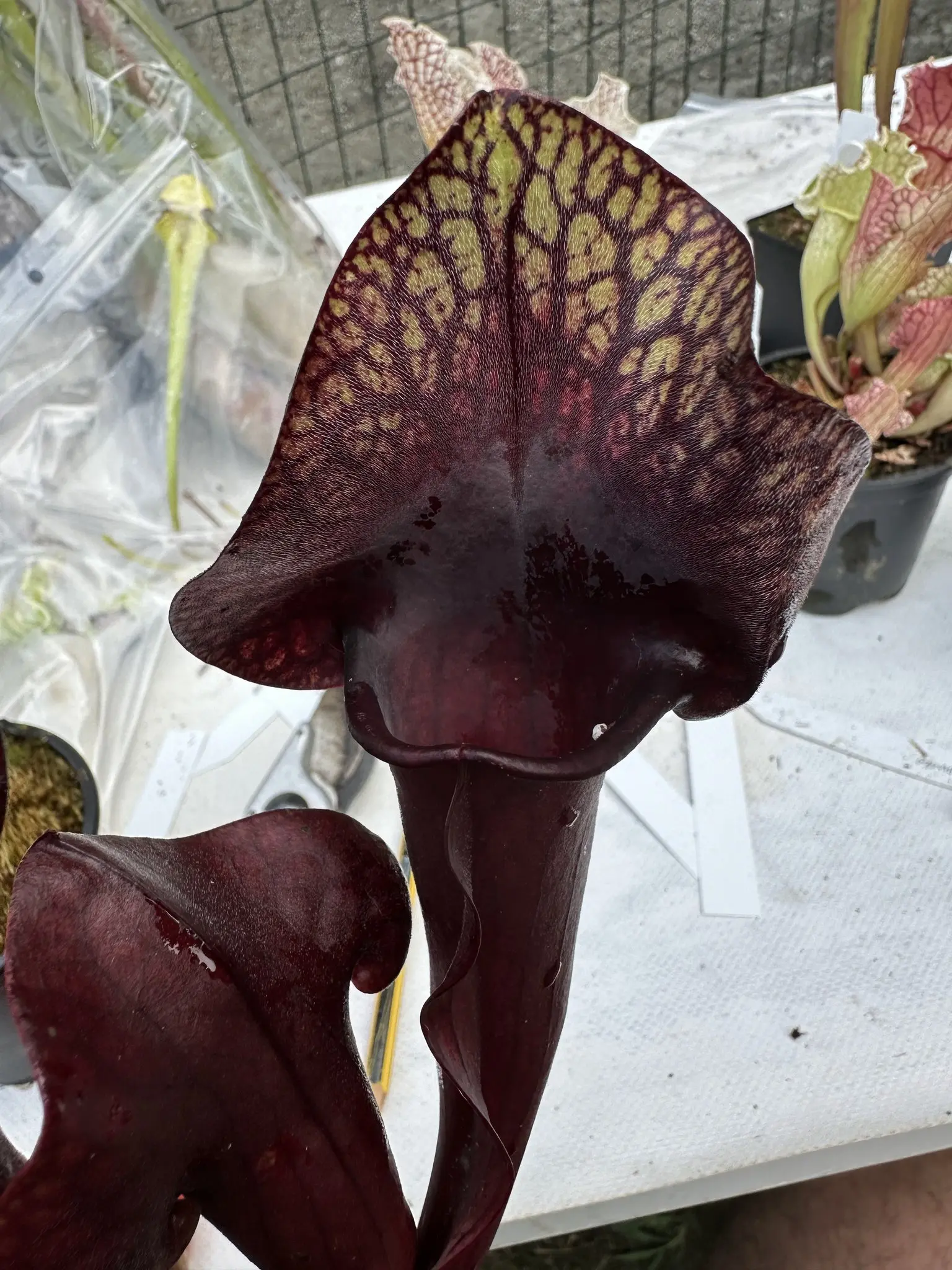 Sarracenia, very dark hybrid