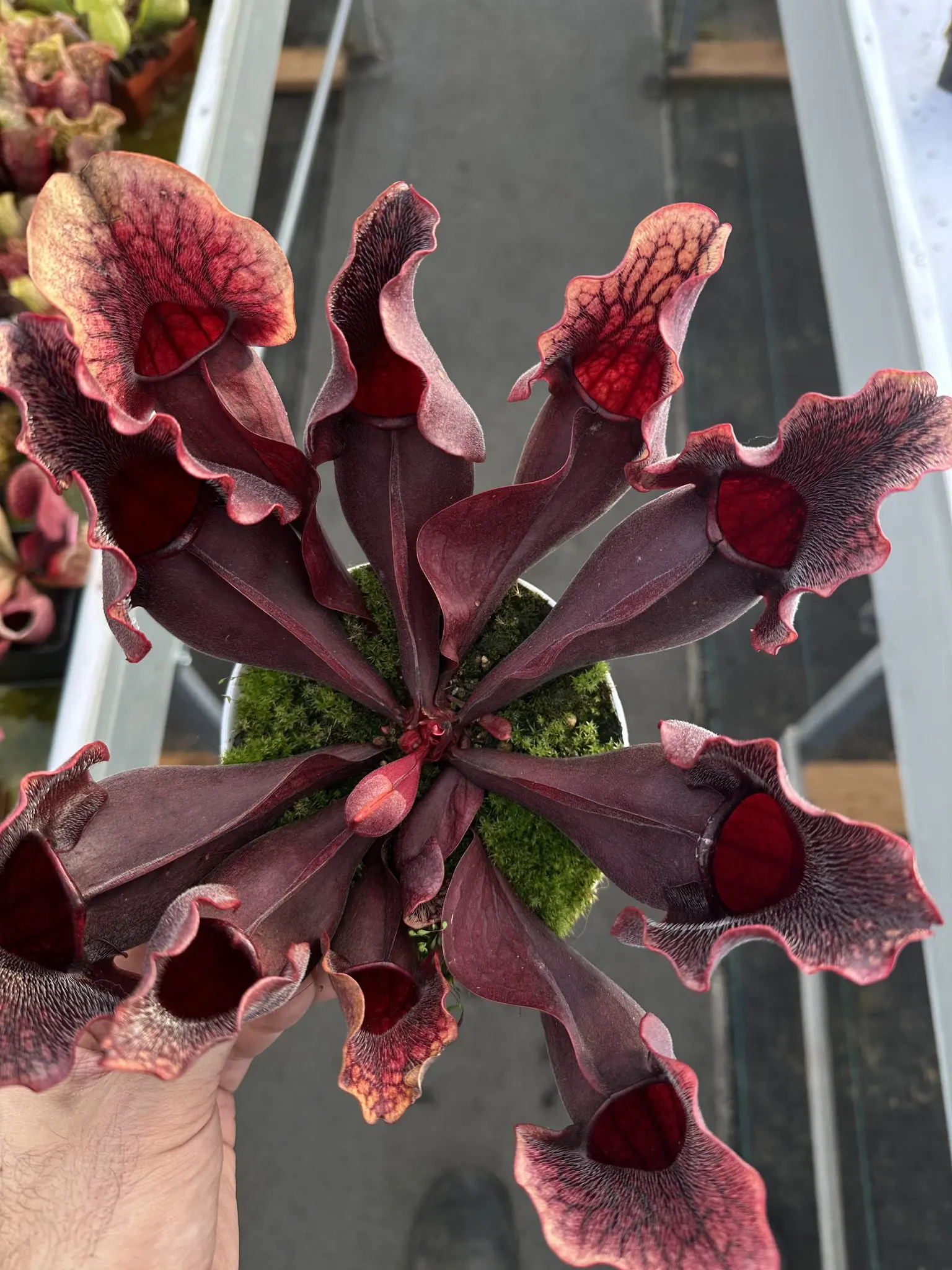 Sarracenia purpurea ssp. purpurea, very dark