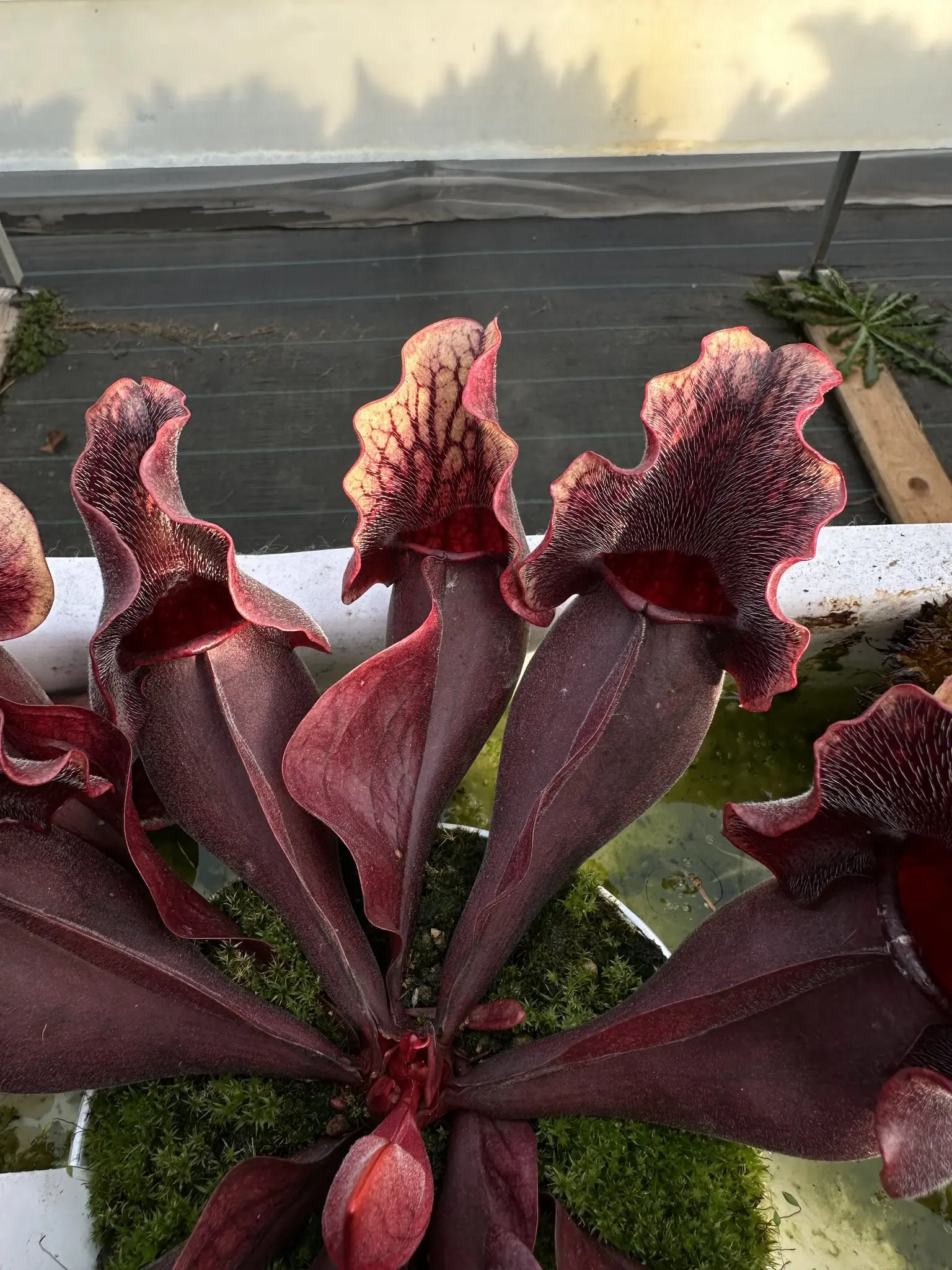 Sarracenia purpurea ssp. purpurea, very dark