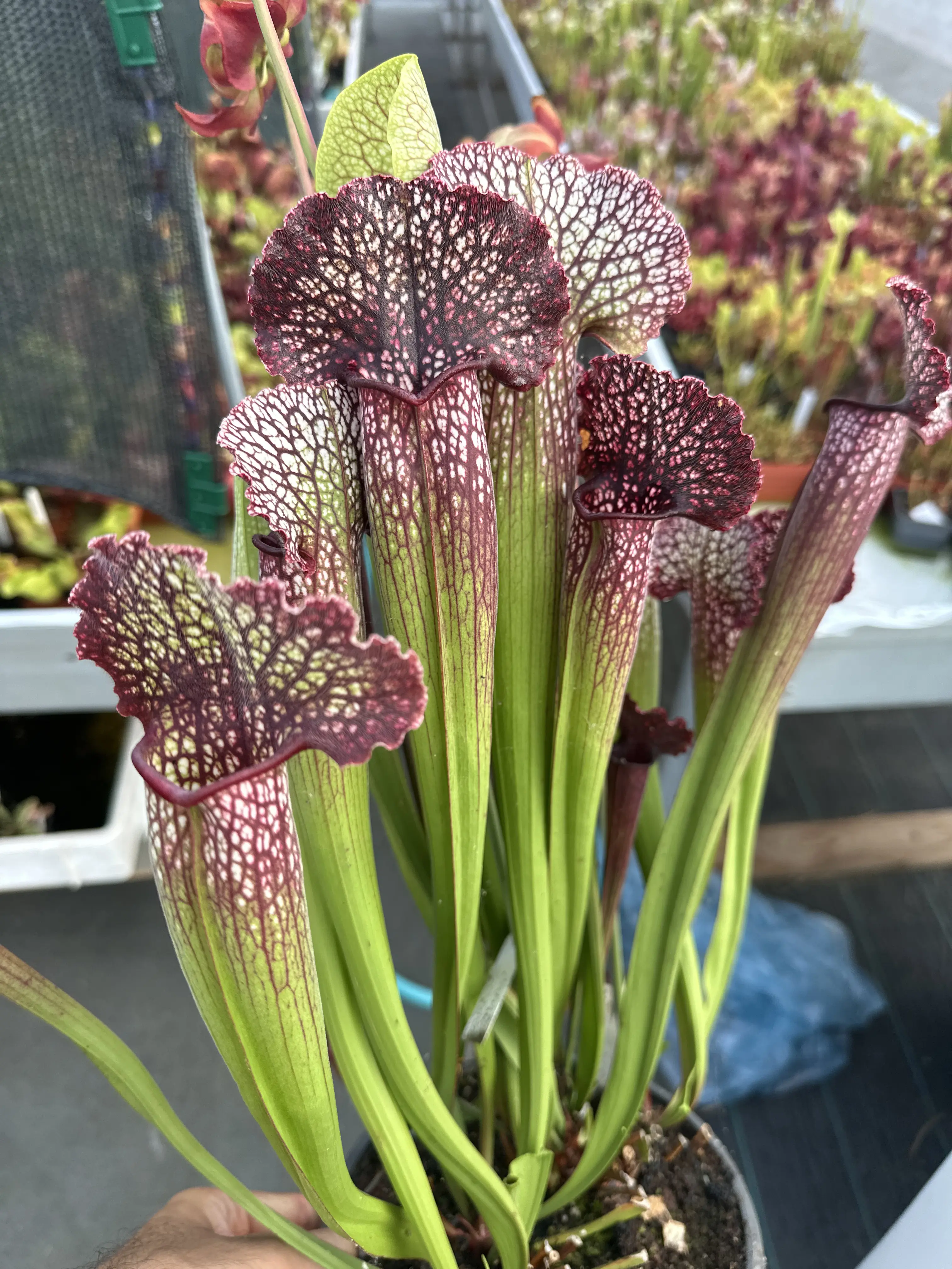 Sarracenia x ‘Přemysl Otakar I’