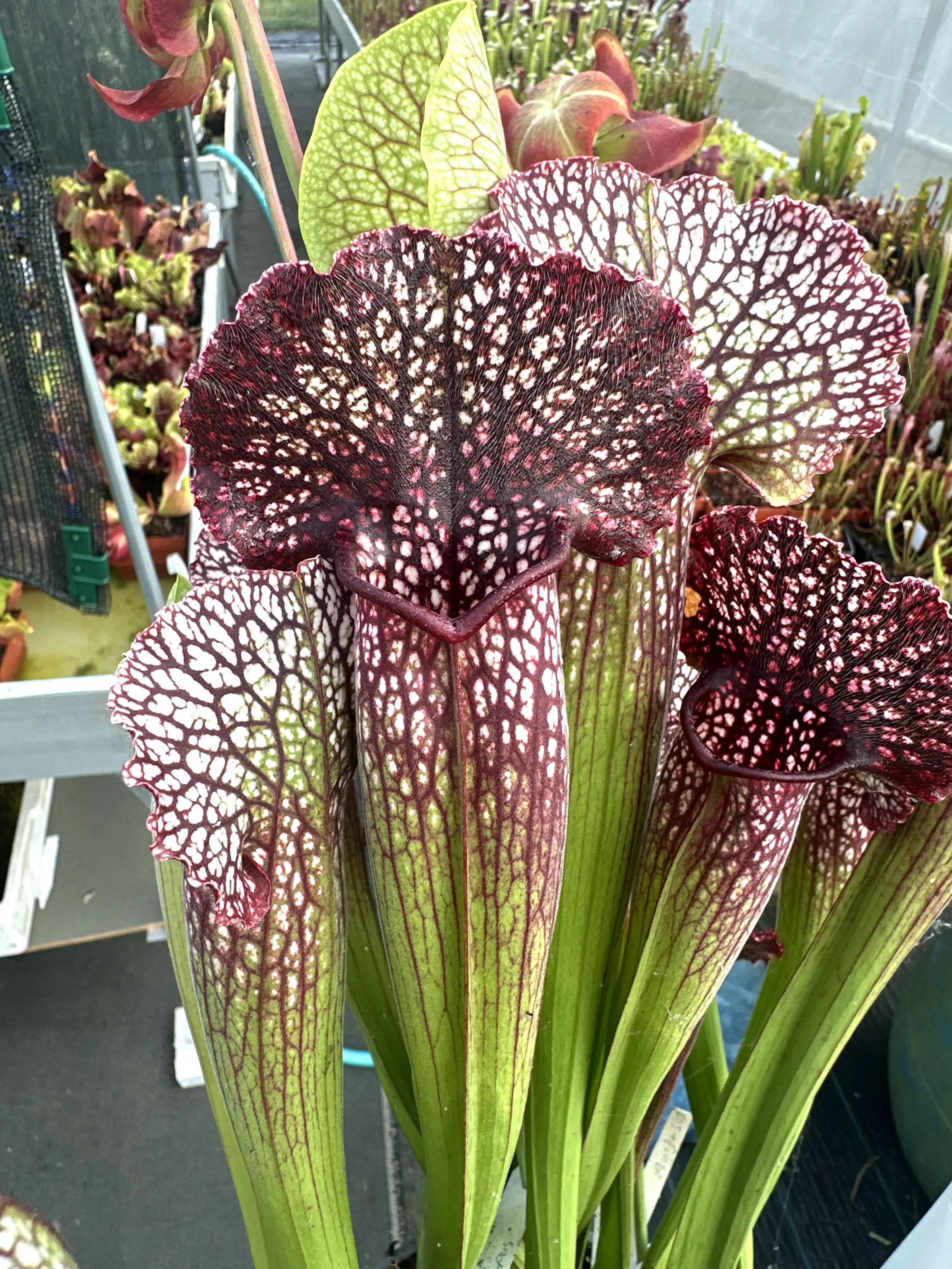 Sarracenia x ‘Přemysl Otakar I’
