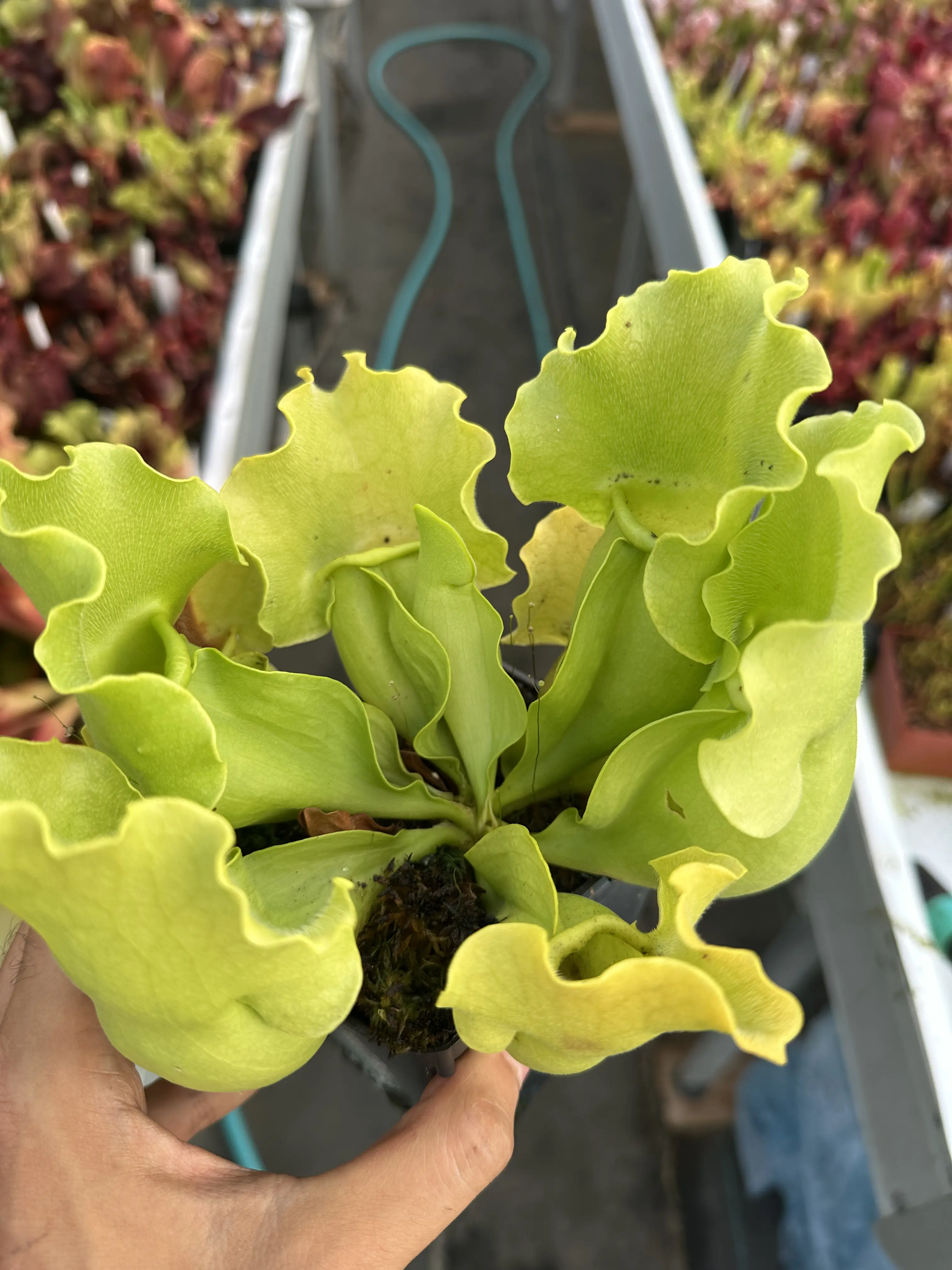 Sarracenia purpurea ssp. venosa var. burkii f. luteola