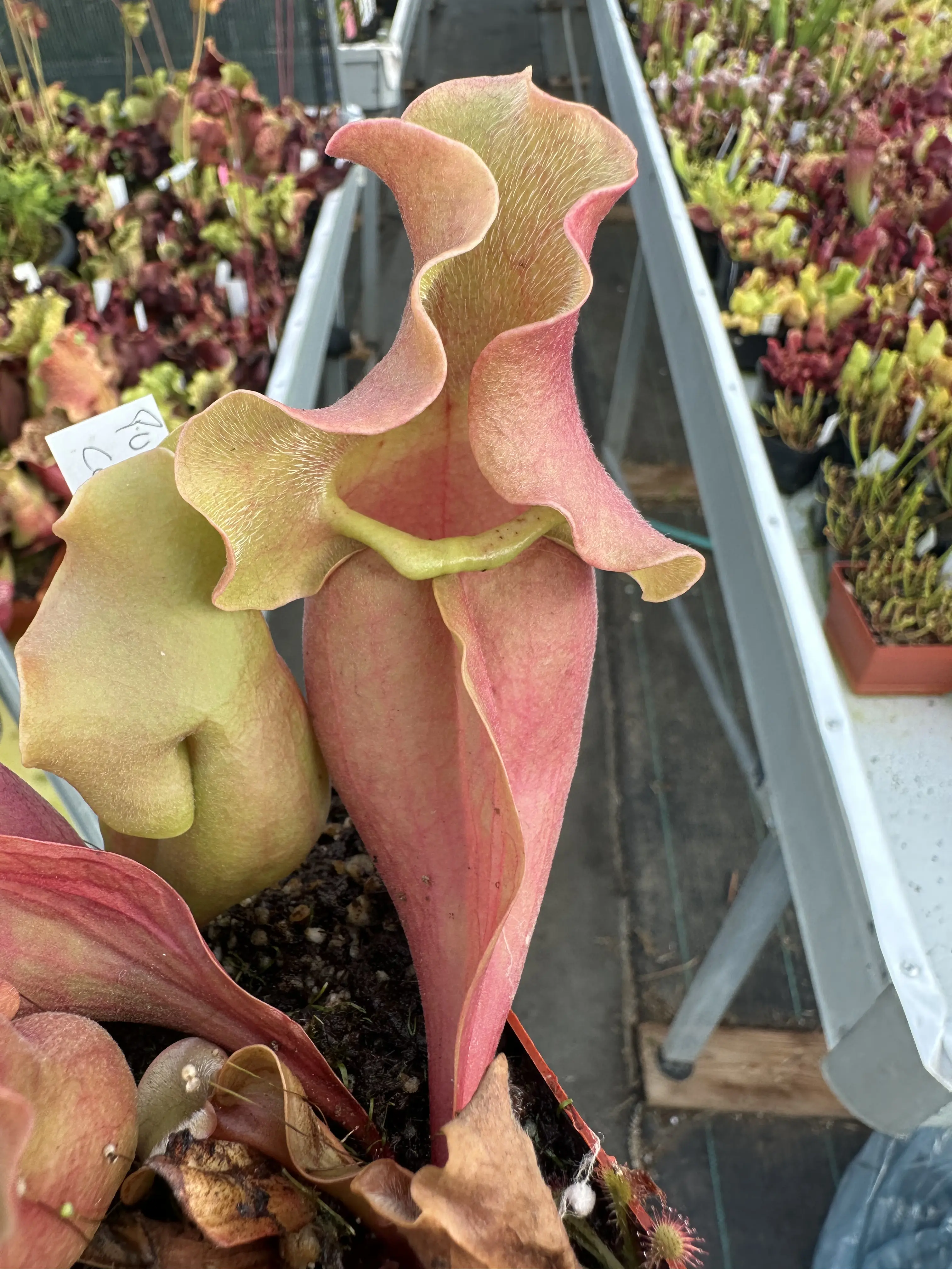 Sarracenia purpurea ssp. venosa var. burkii "completely veinless" 