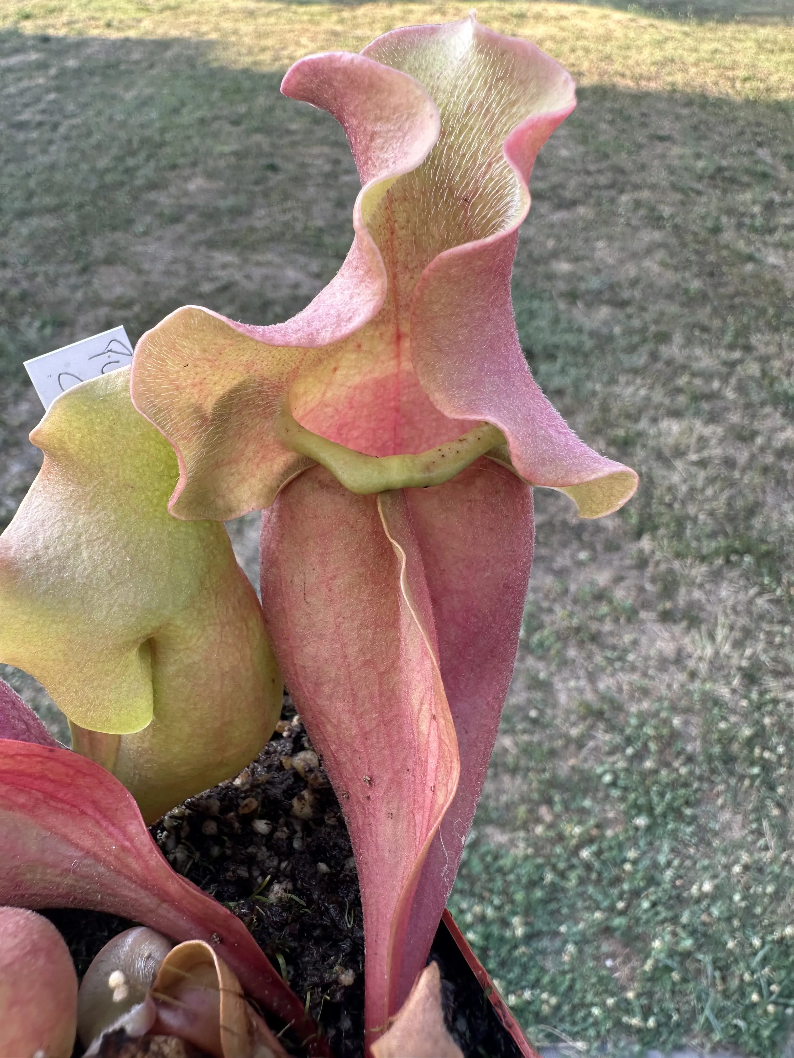Sarracenia purpurea ssp. venosa var. burkii "completely veinless" 