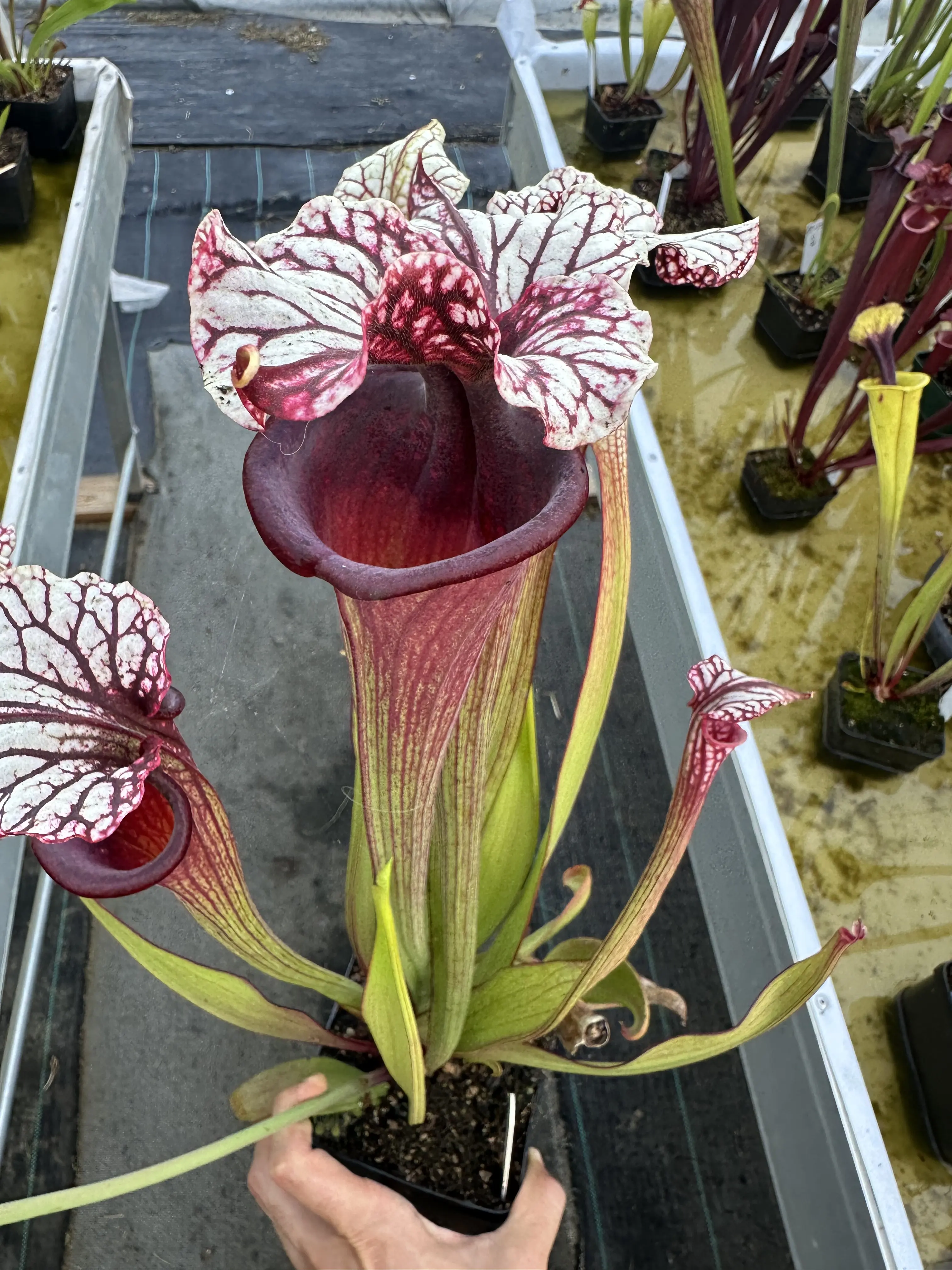 Sarracenia x "Dreamcatcher"