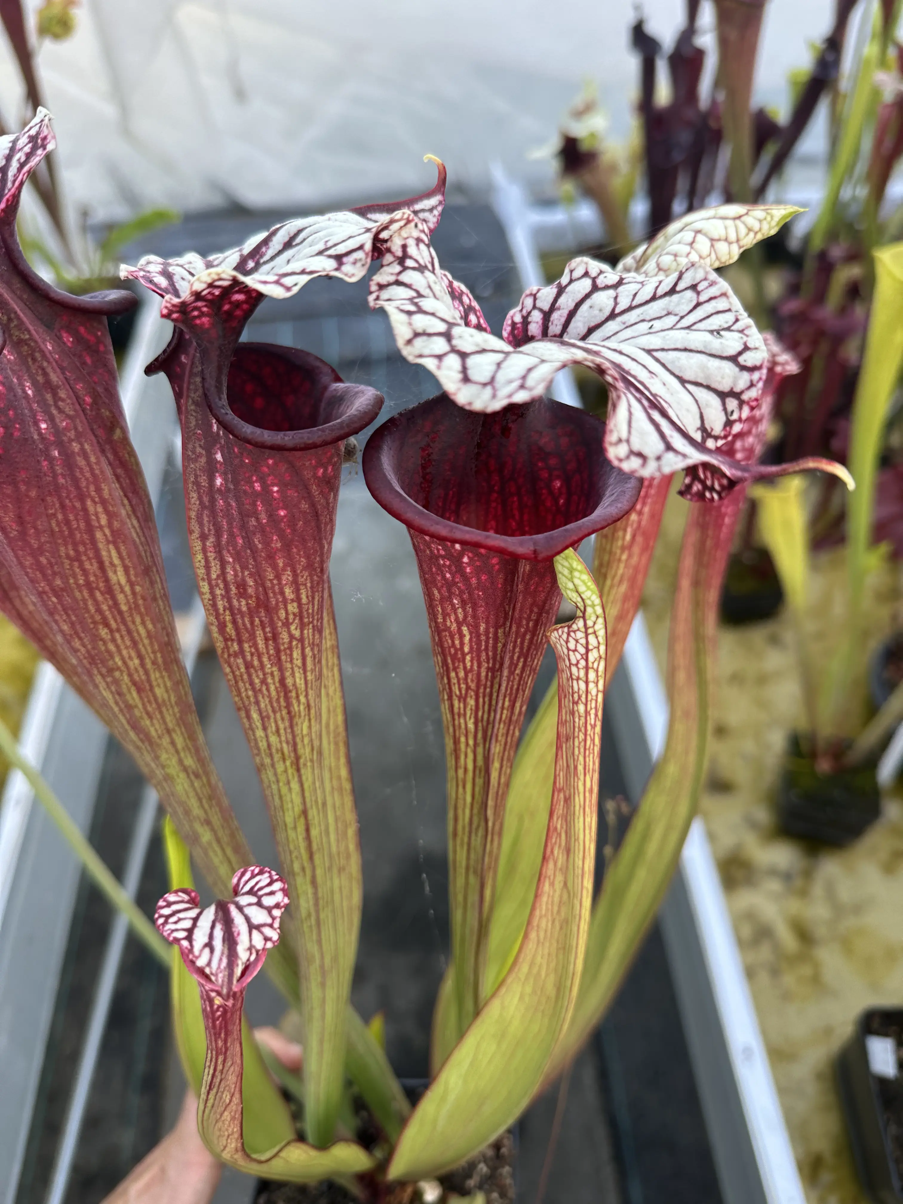 Sarracenia x "Dreamcatcher"