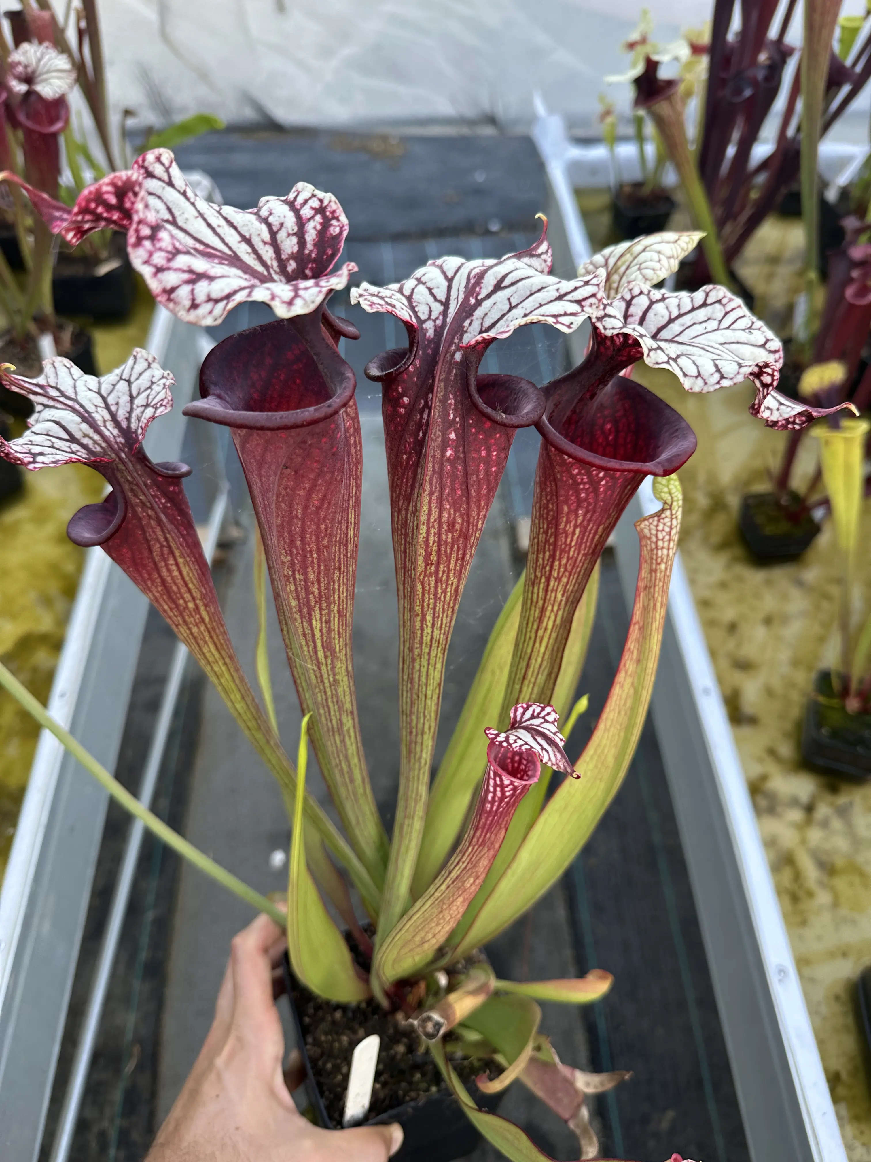 Sarracenia x "Dreamcatcher"