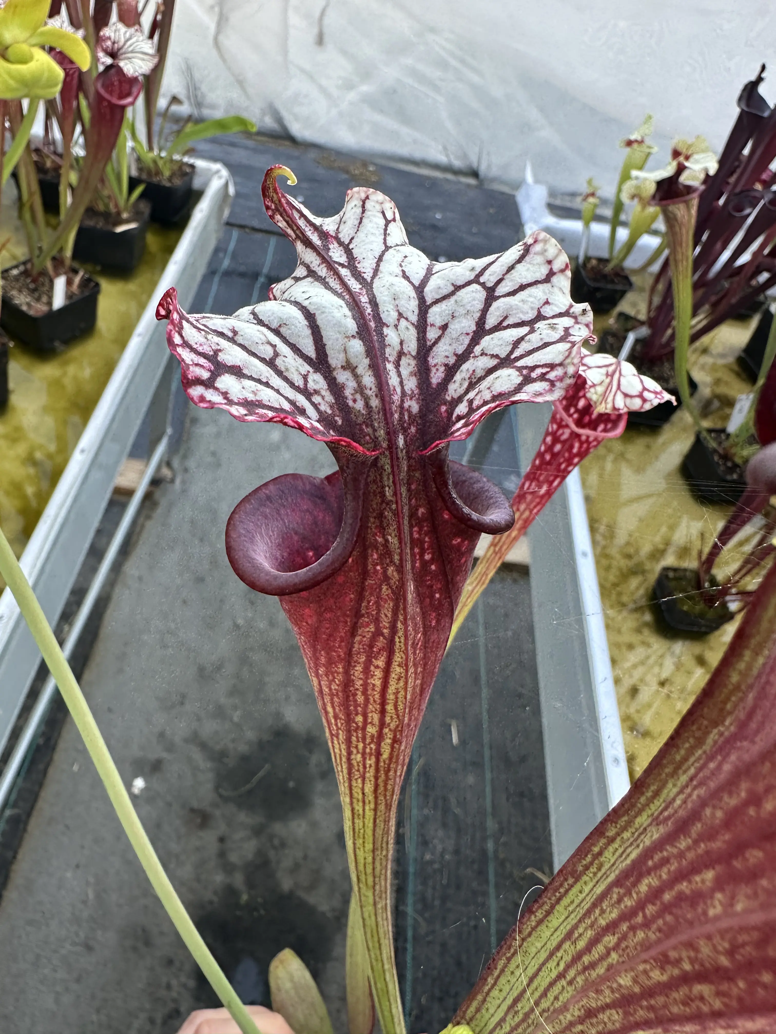 Sarracenia x "Dreamcatcher"