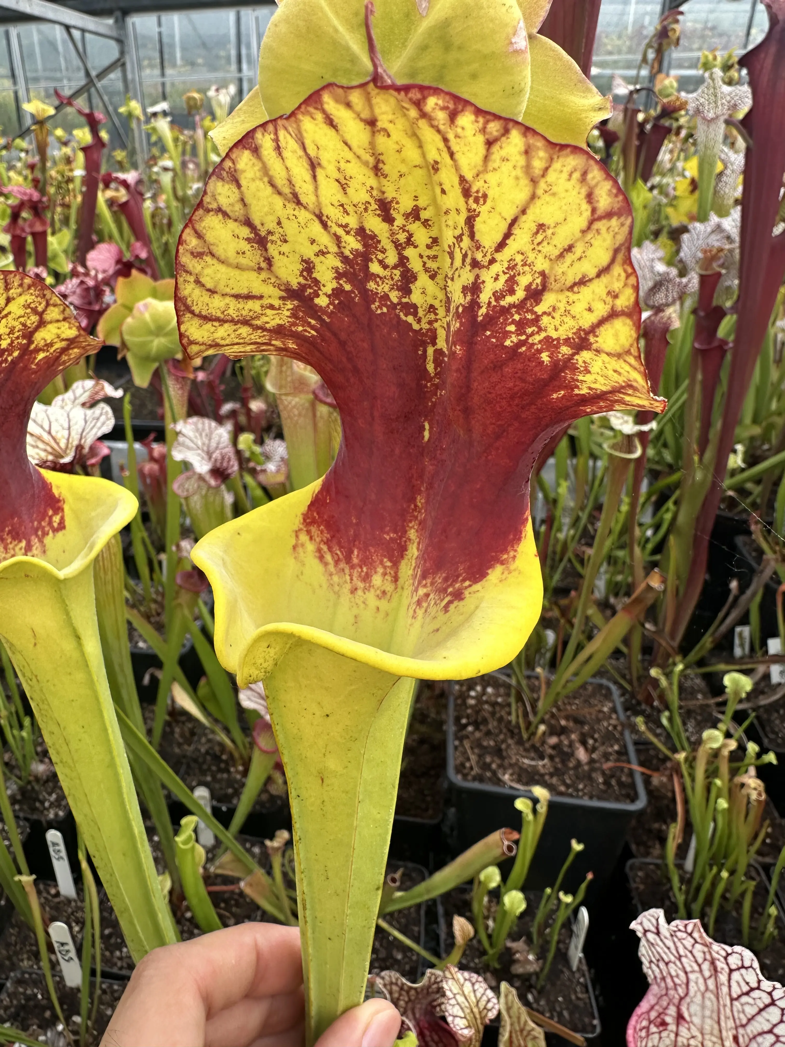 Sarracenia x unknown blotch