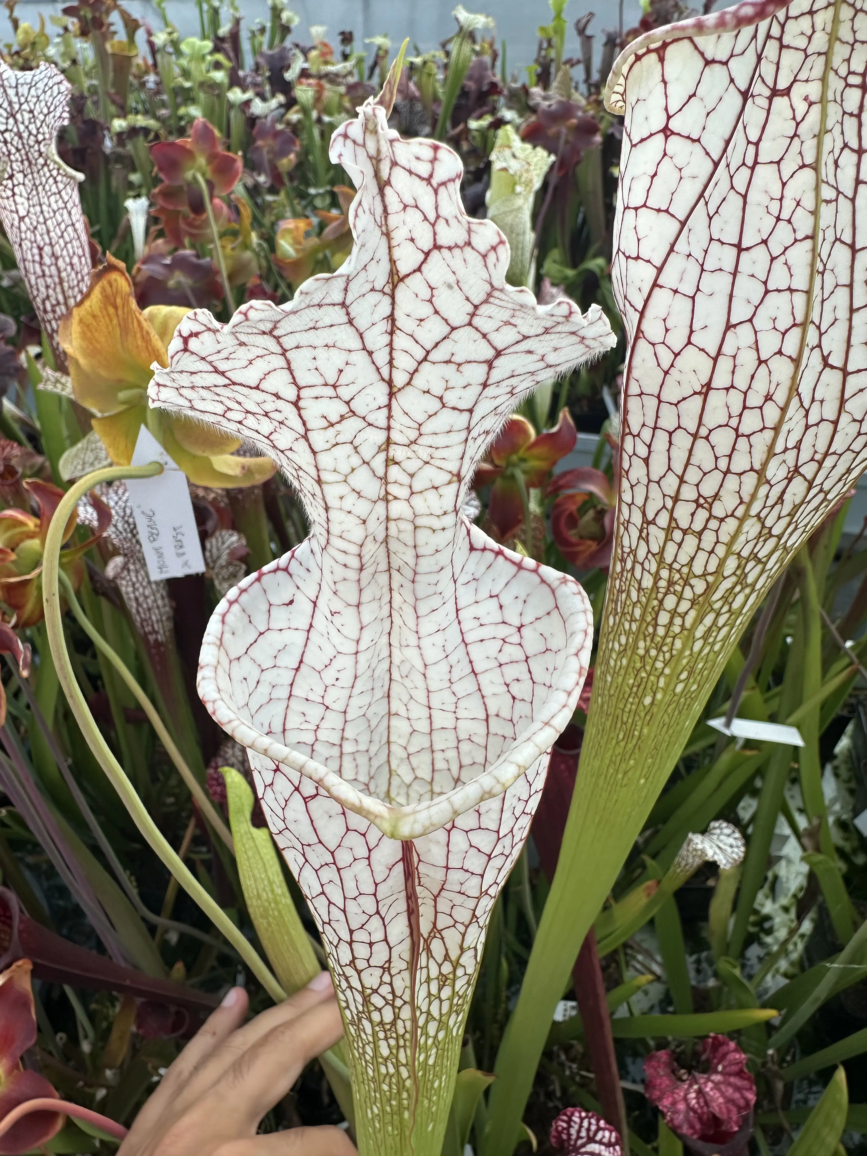 Sarracenia leucophylla 'Mont blanc'