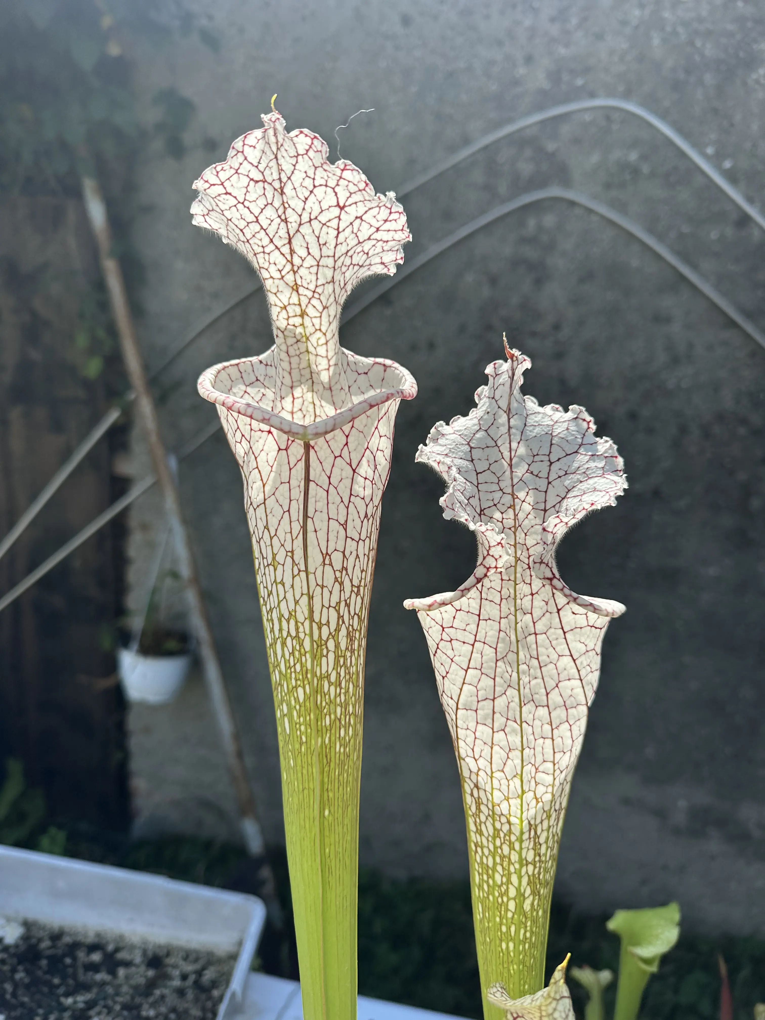 Sarracenia leucophylla 'Mont blanc'