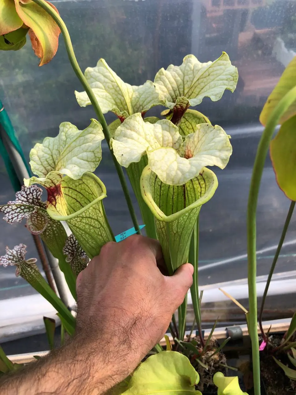 Sarracenia moorei "Pinkish Top"