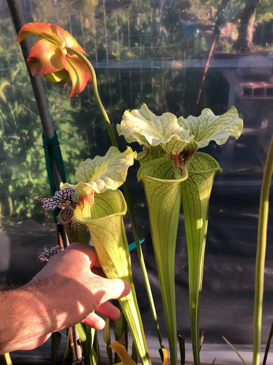 Sarracenia moorei "Pinkish Top"