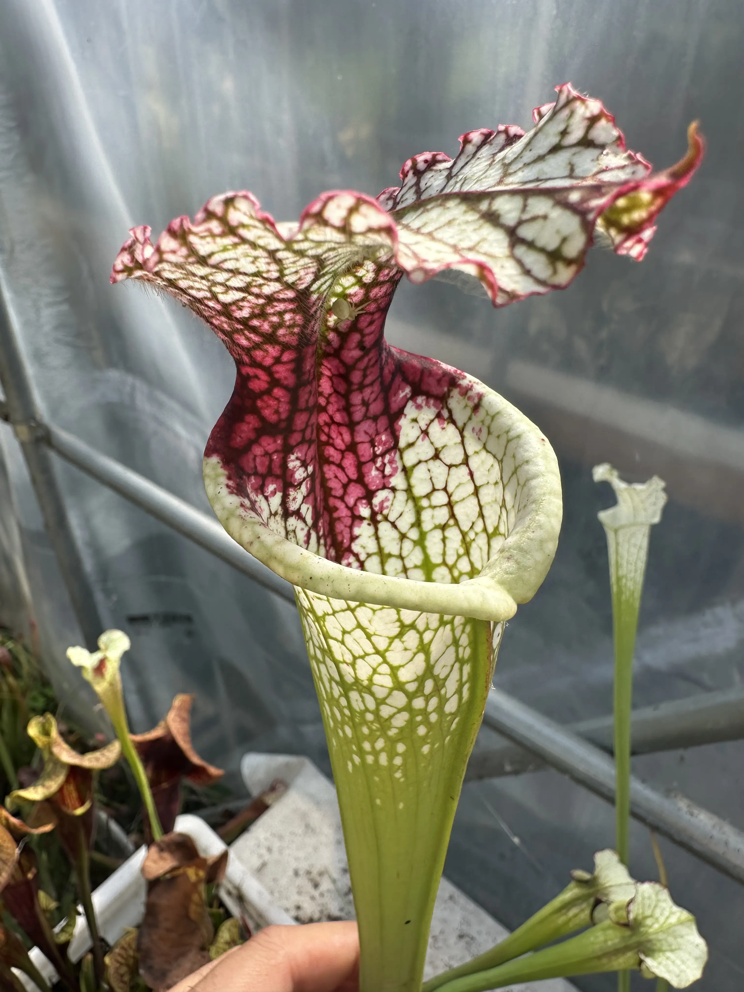 Sarracenia x moorei