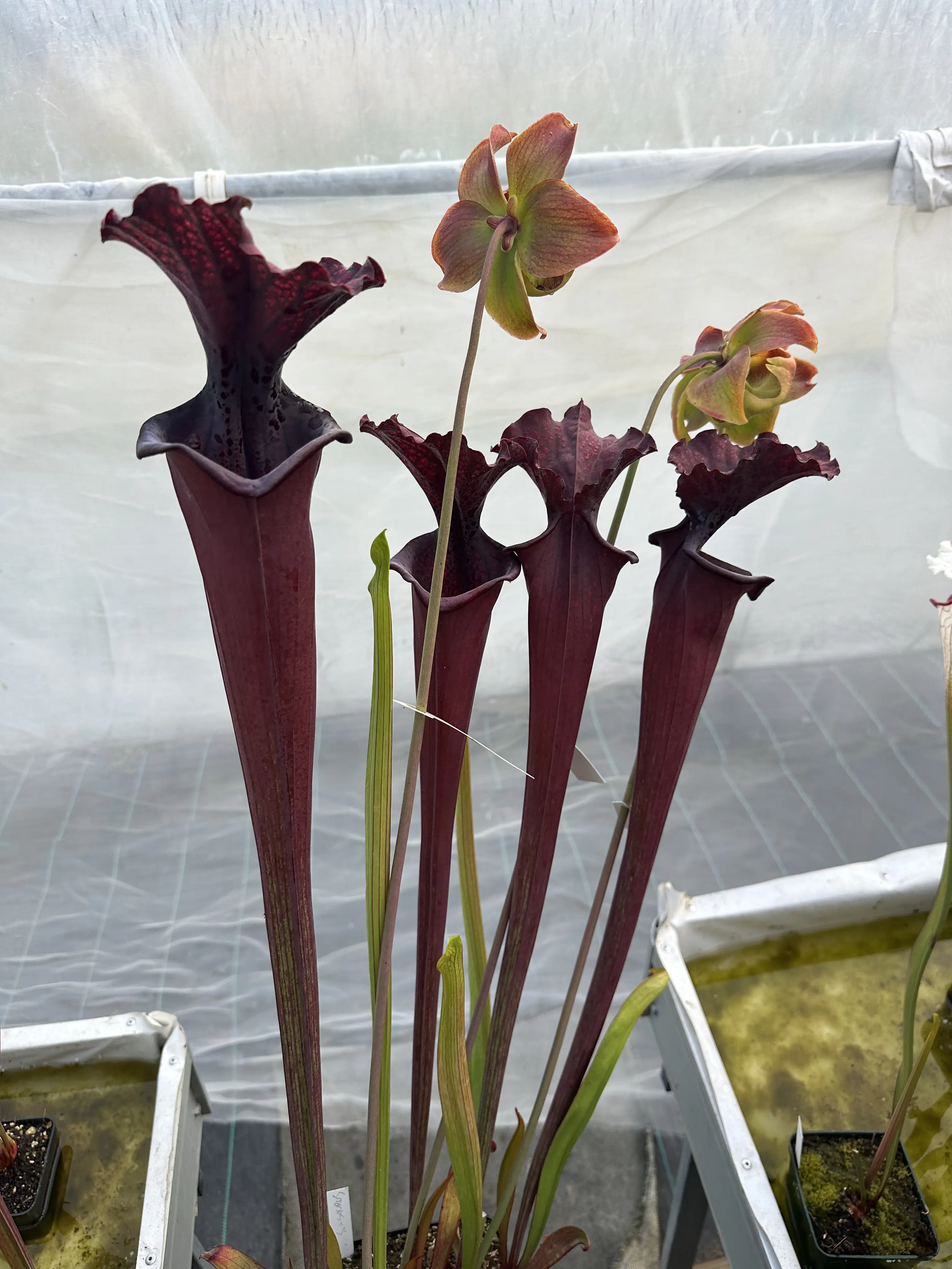 Sarracenia moorei 'Saurus'