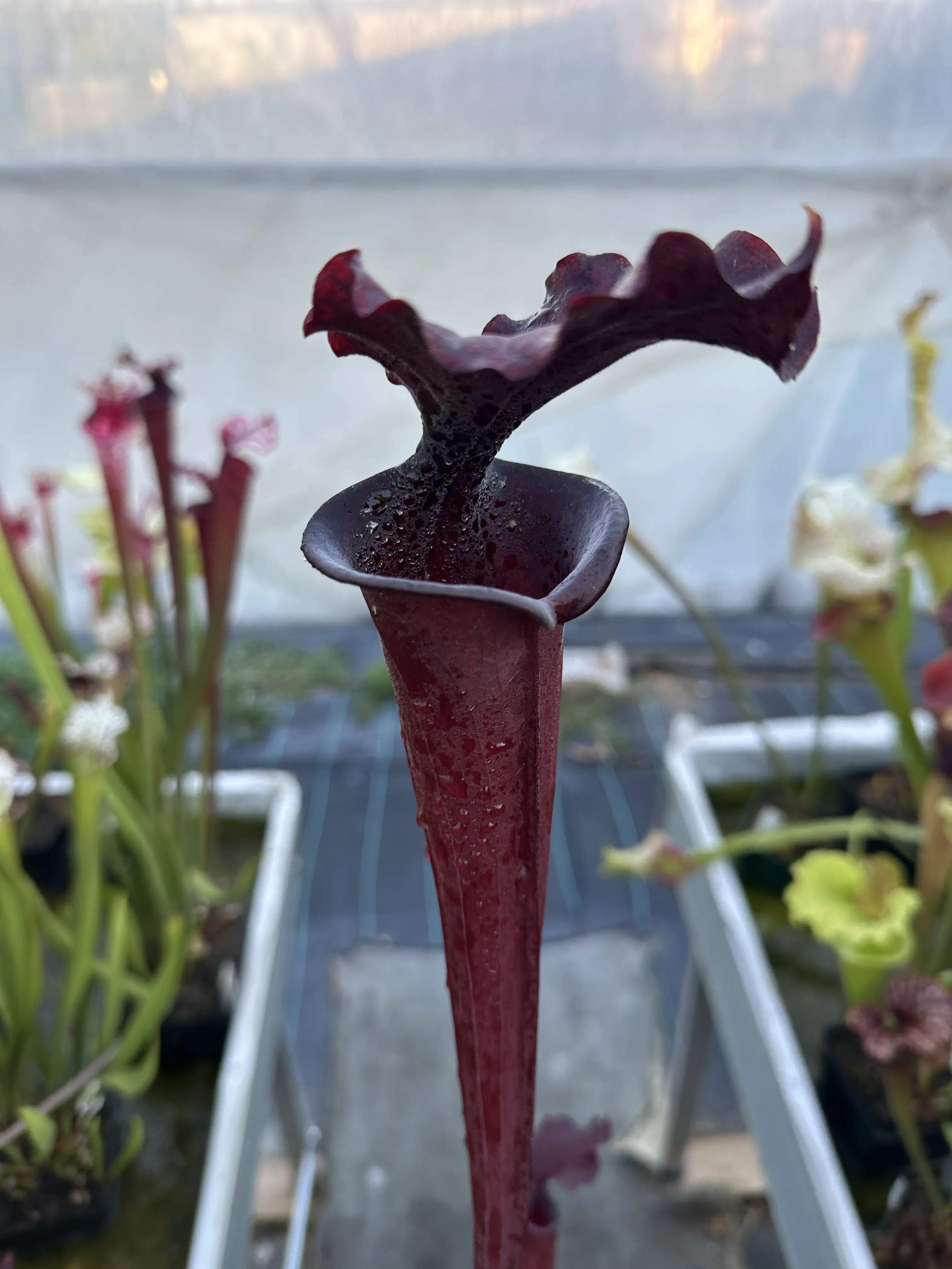 Sarracenia x "Erebus"
